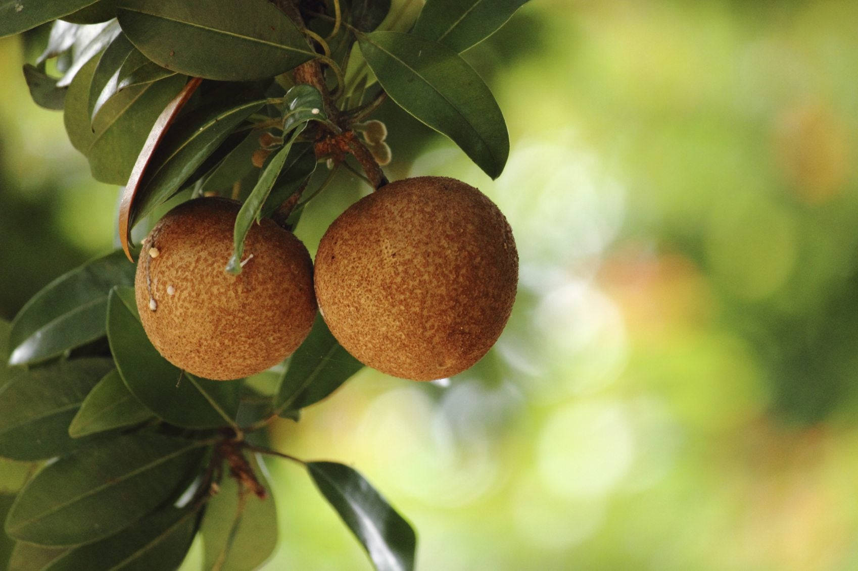 Two Sapodilla Fruits