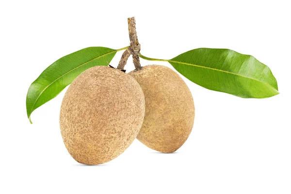 Two Sapodilla Fruits With Leaves Background