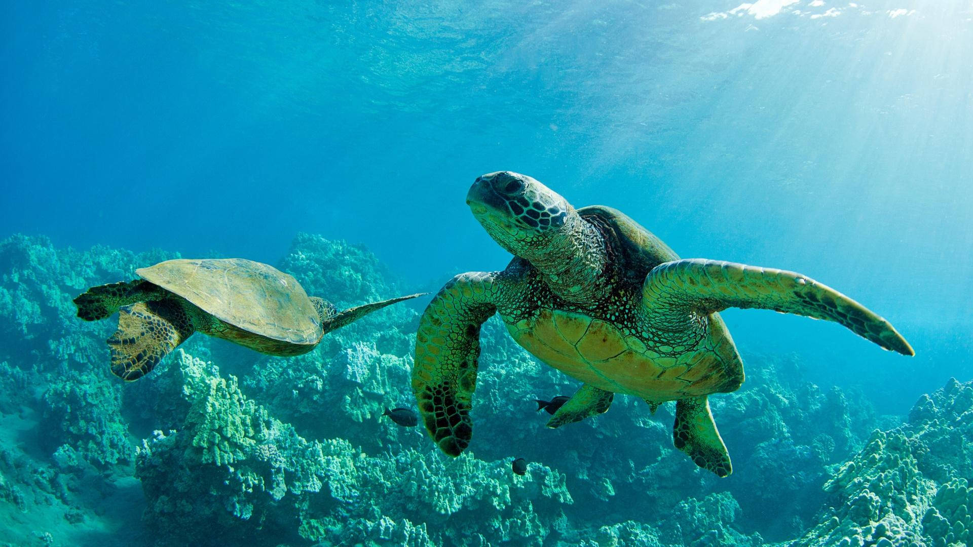 Two Sea Turtles In Opposite Directions Background