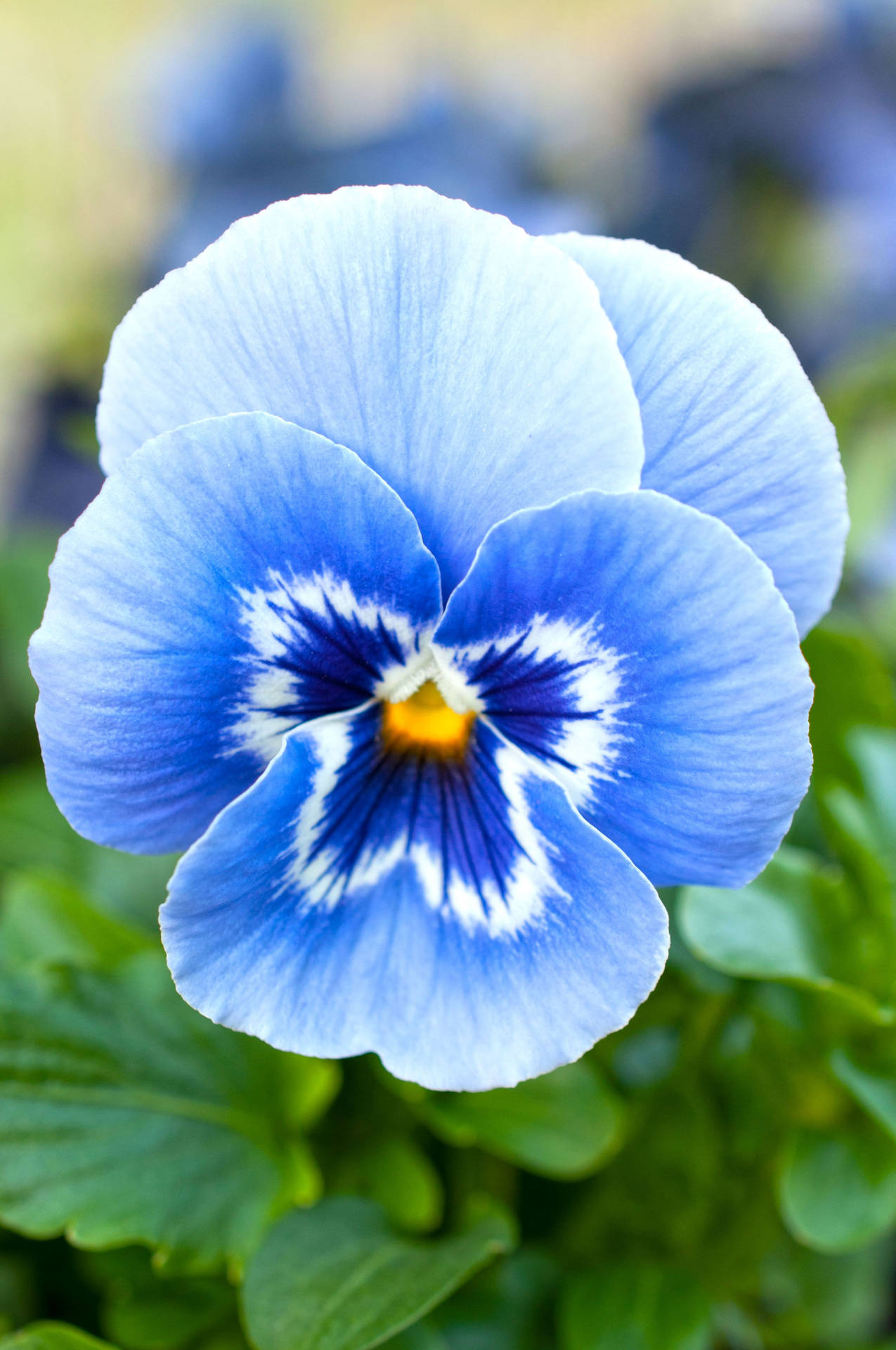 Two Shades Of Blue Single Pansy Background