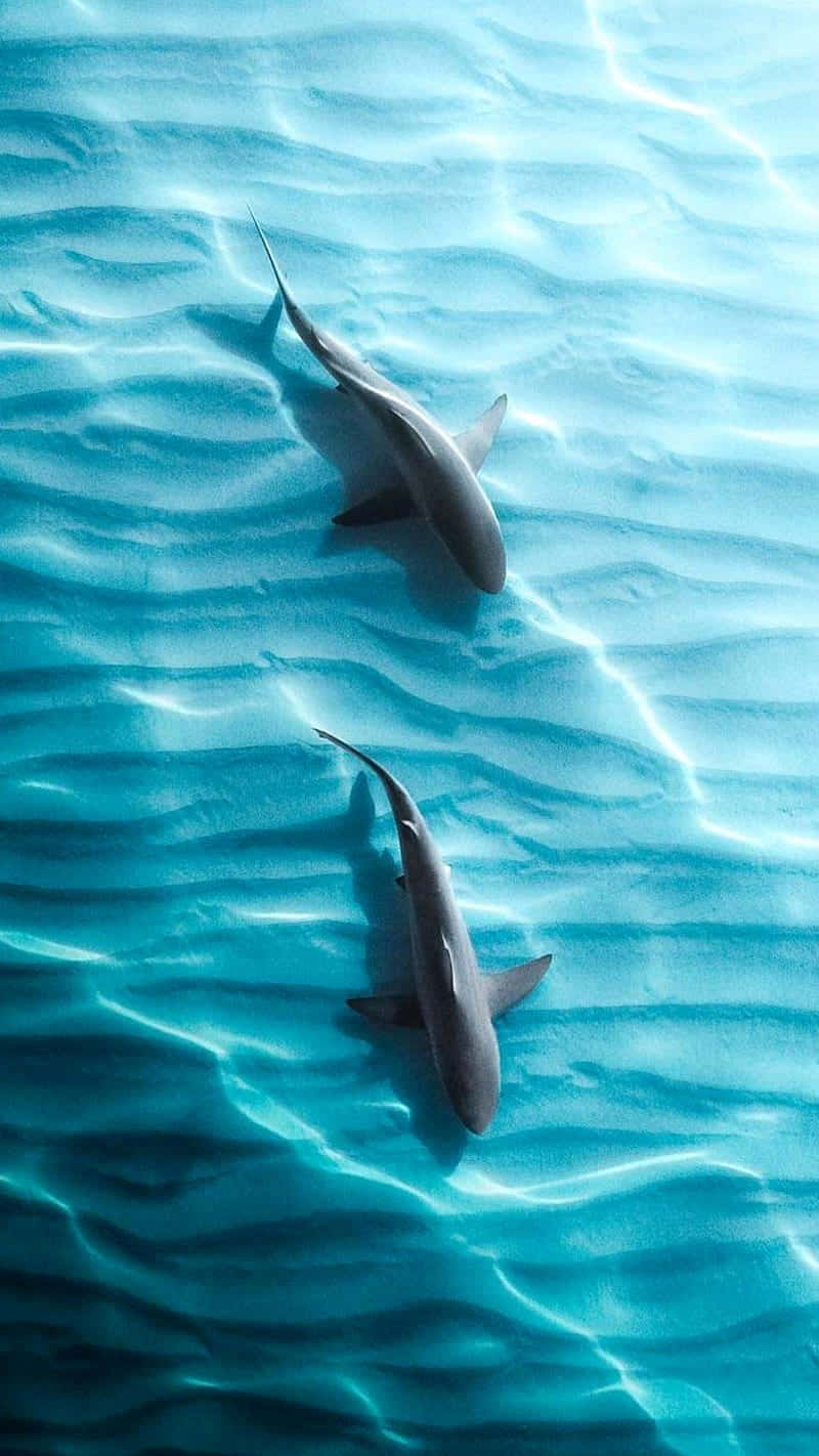 Two Sharks Swimming In The Ocean Background