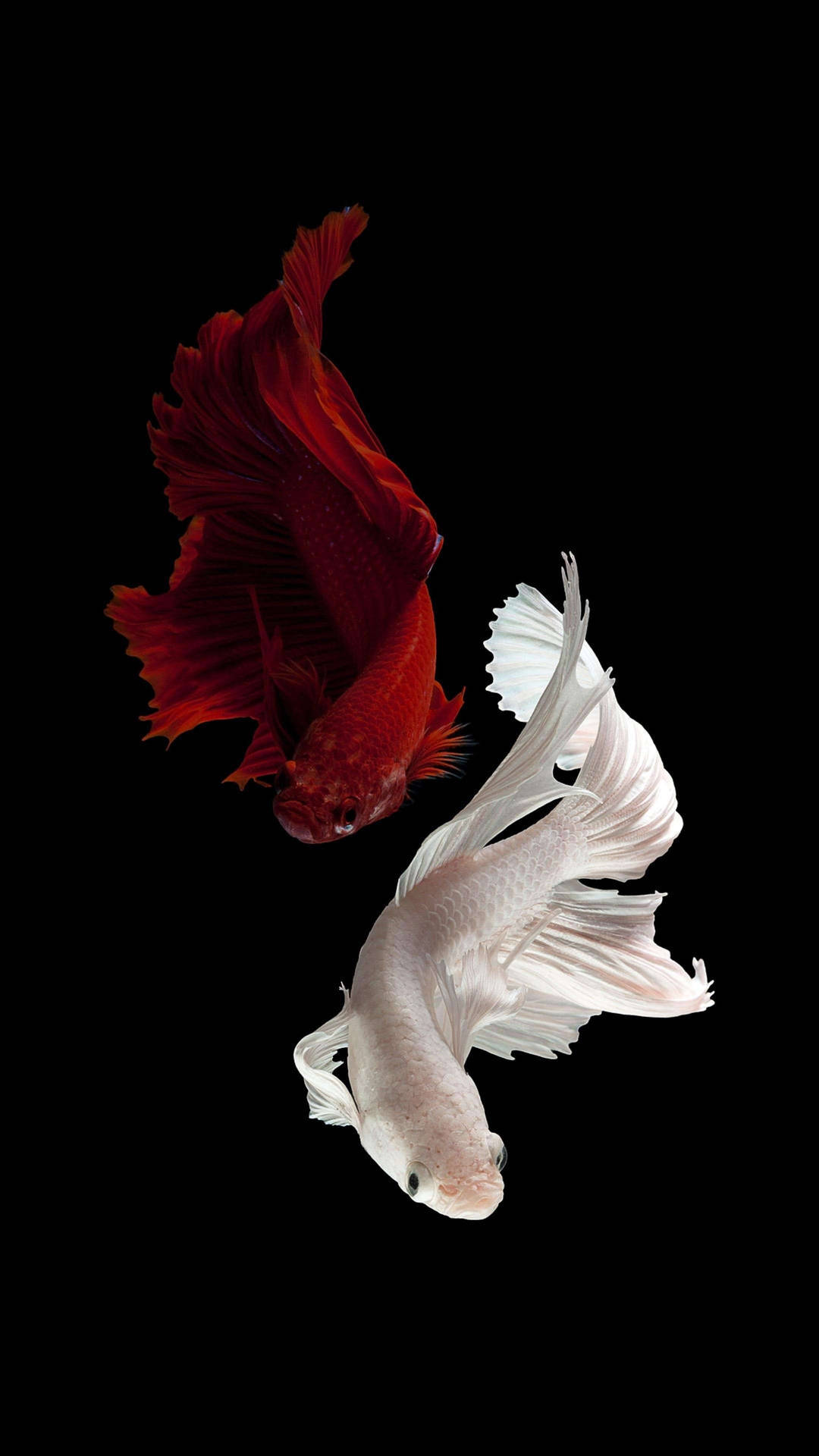 Two Siamese Fighting Fish Iphone Background