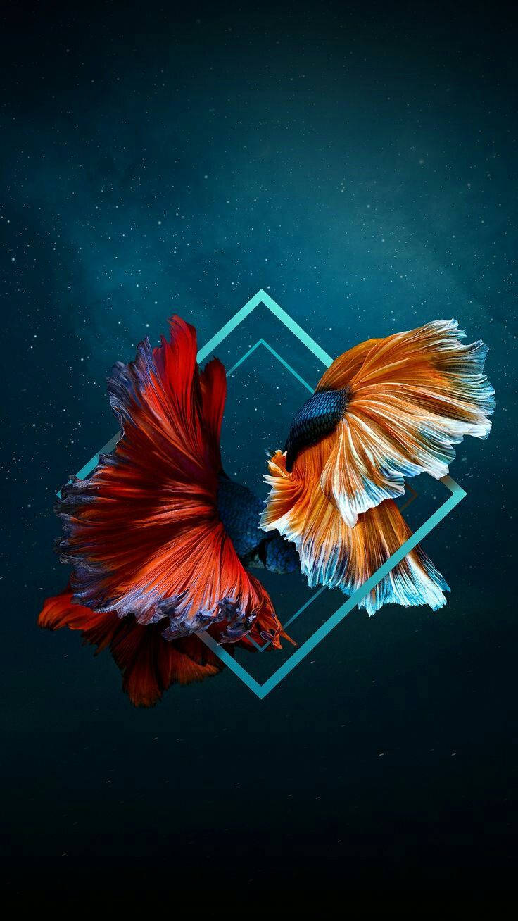 Two Siamese Fighting Fish Iphone Background