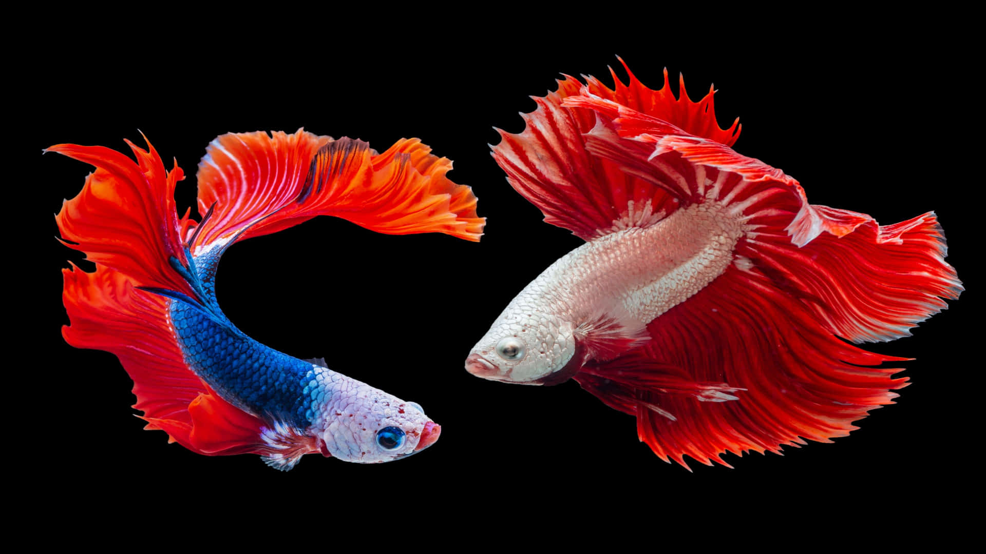 Two Siamese Fighting Fish On A Black Background