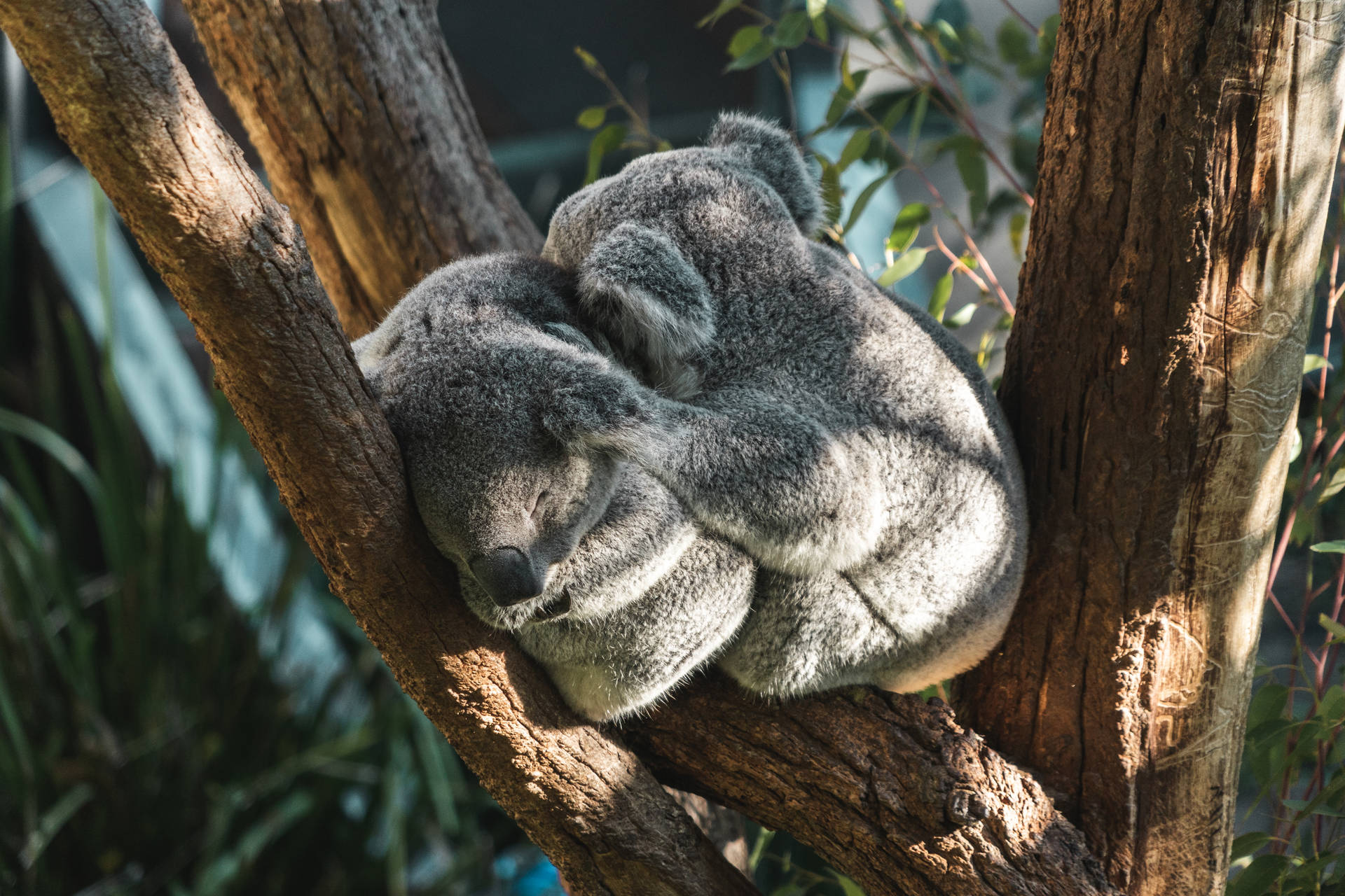 Two Sleeping Koalas Background