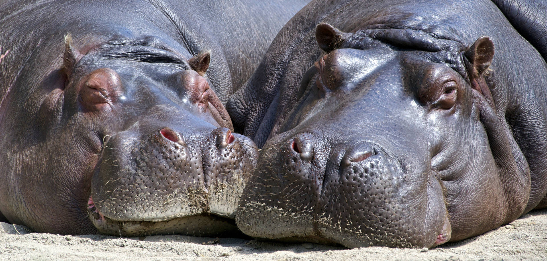 Two Sleepy Hippopotamuses Background