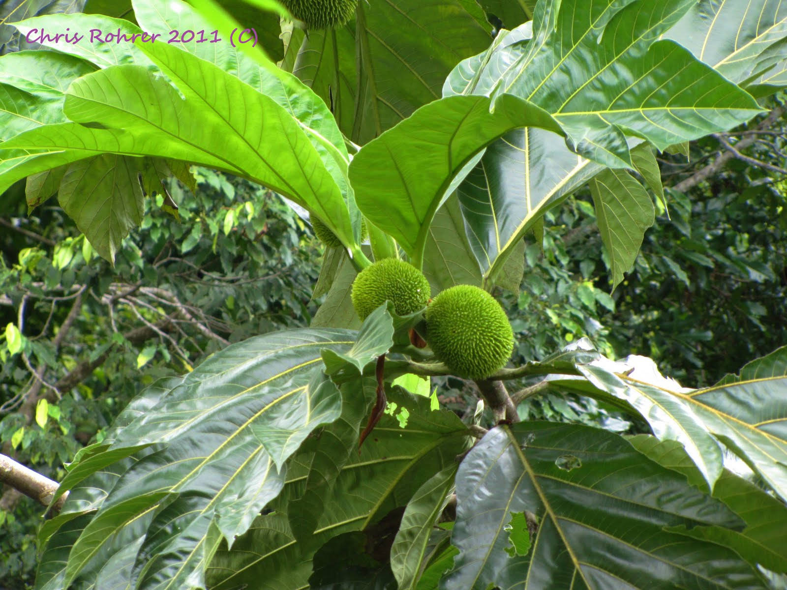 Two Small Breadfruit Background