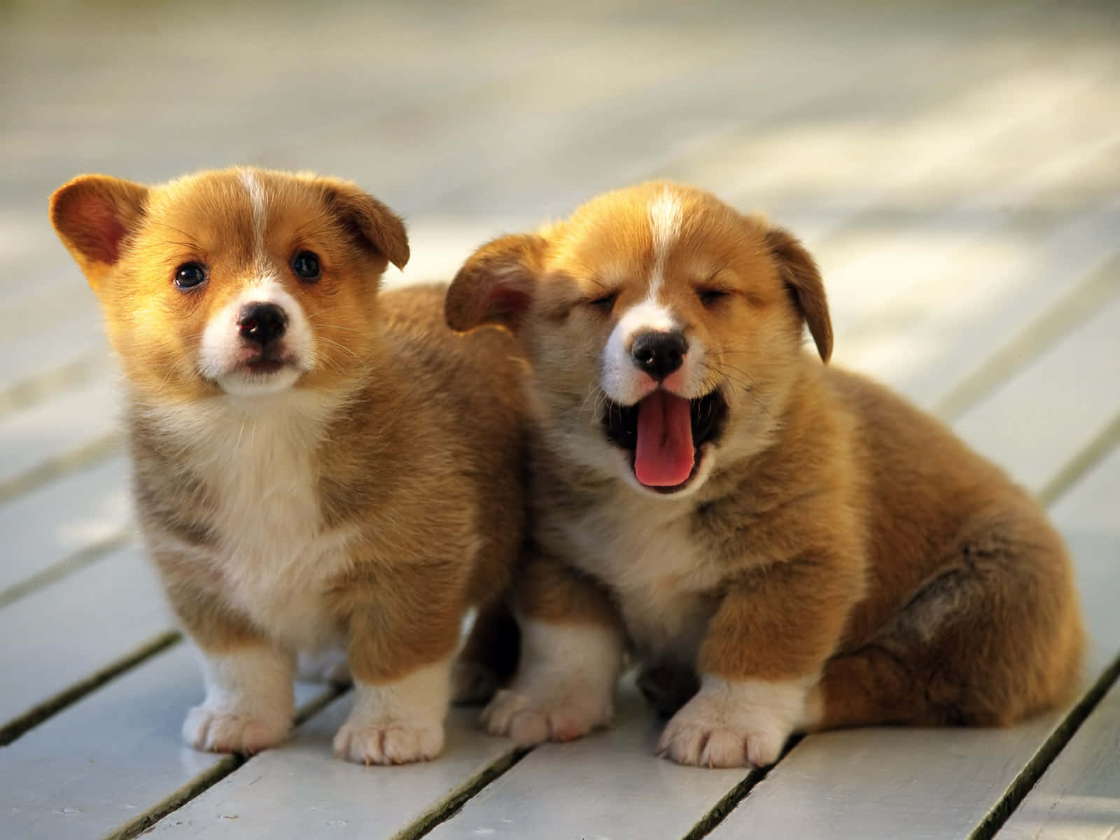 Two Small Brown And White Puppies Sitting On A Wooden Deck Background