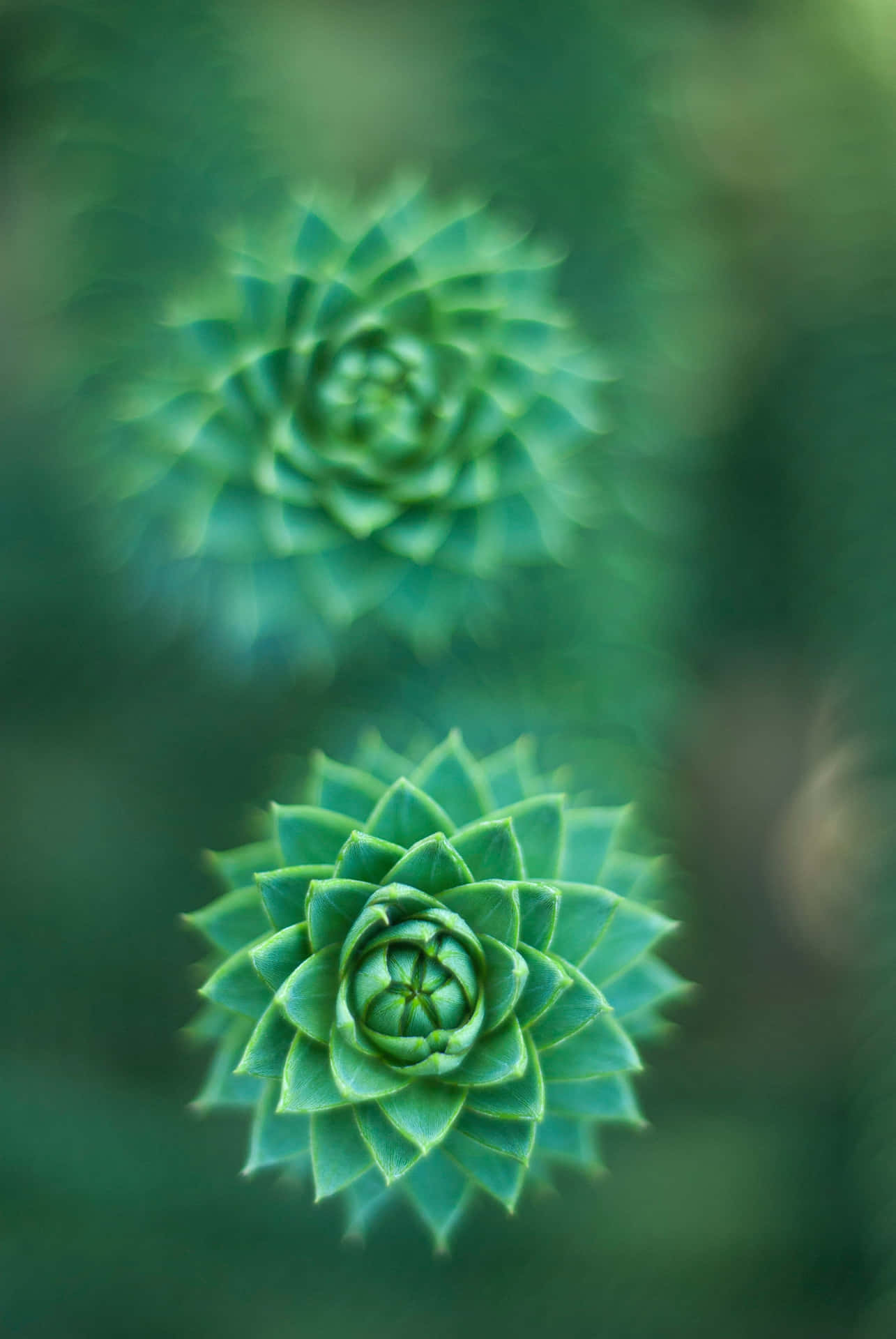 Two Small Green Succulent Iphone Background