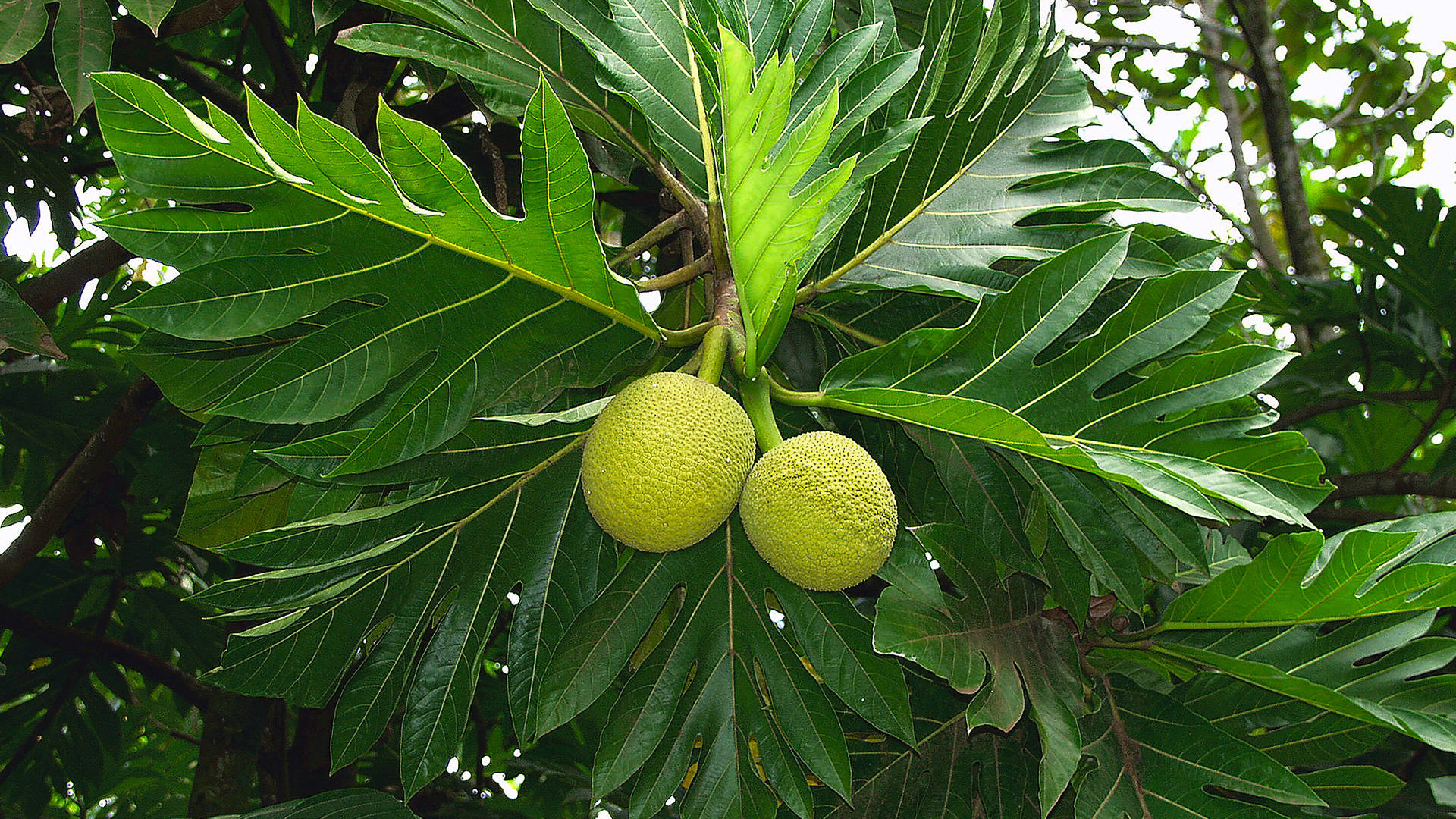 Two Smooth Breadfruit Background