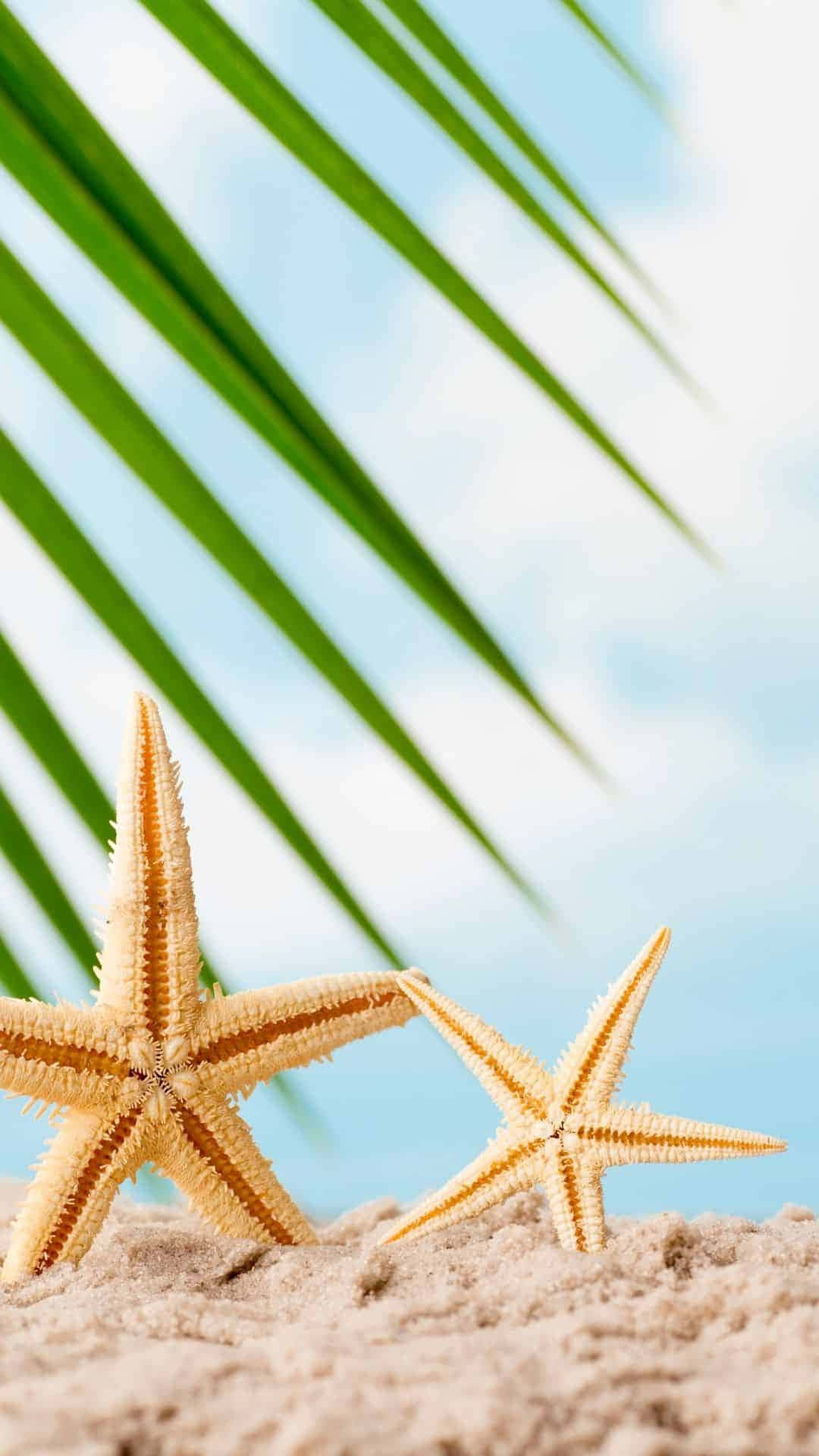 Two Starfish On The Beach With Palm Leaves