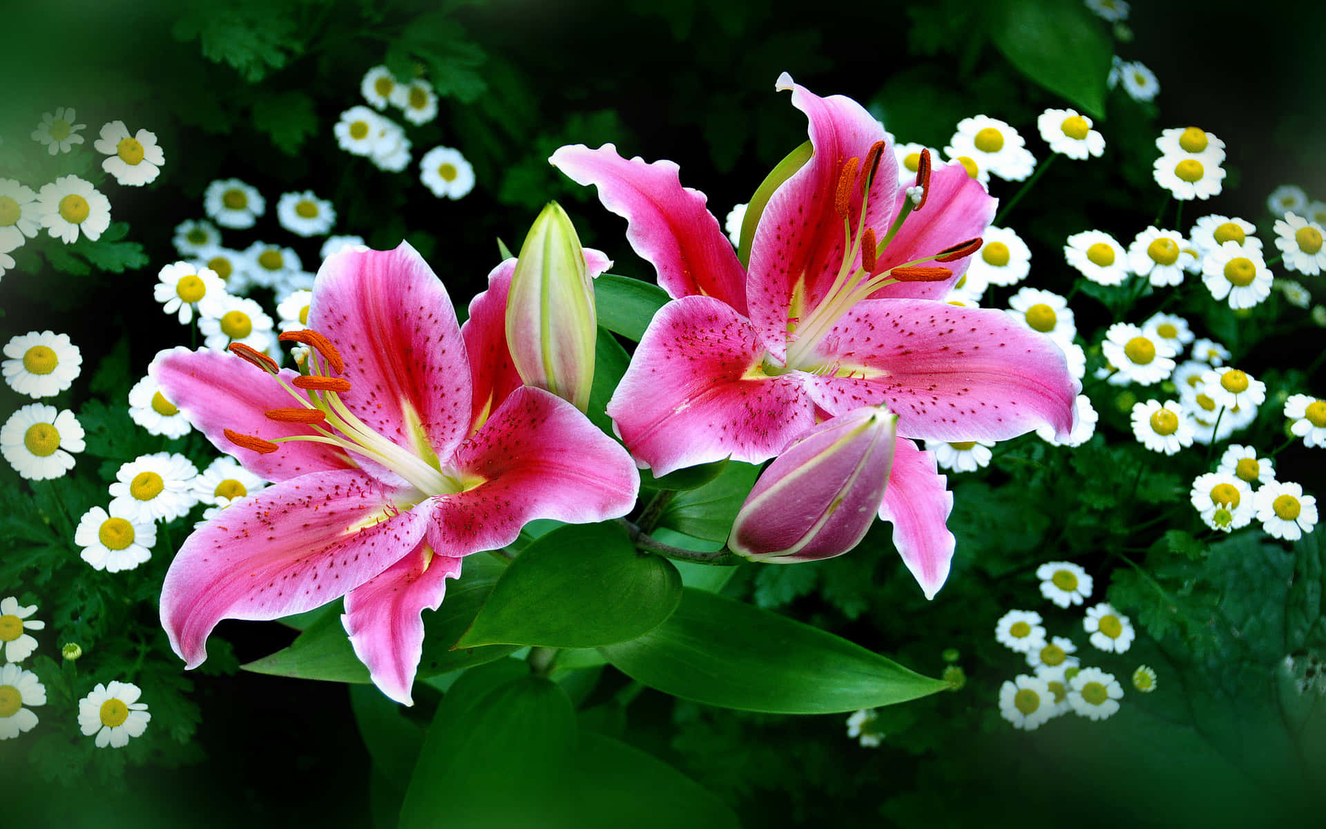 Two Stargazer Lily Flowers Background