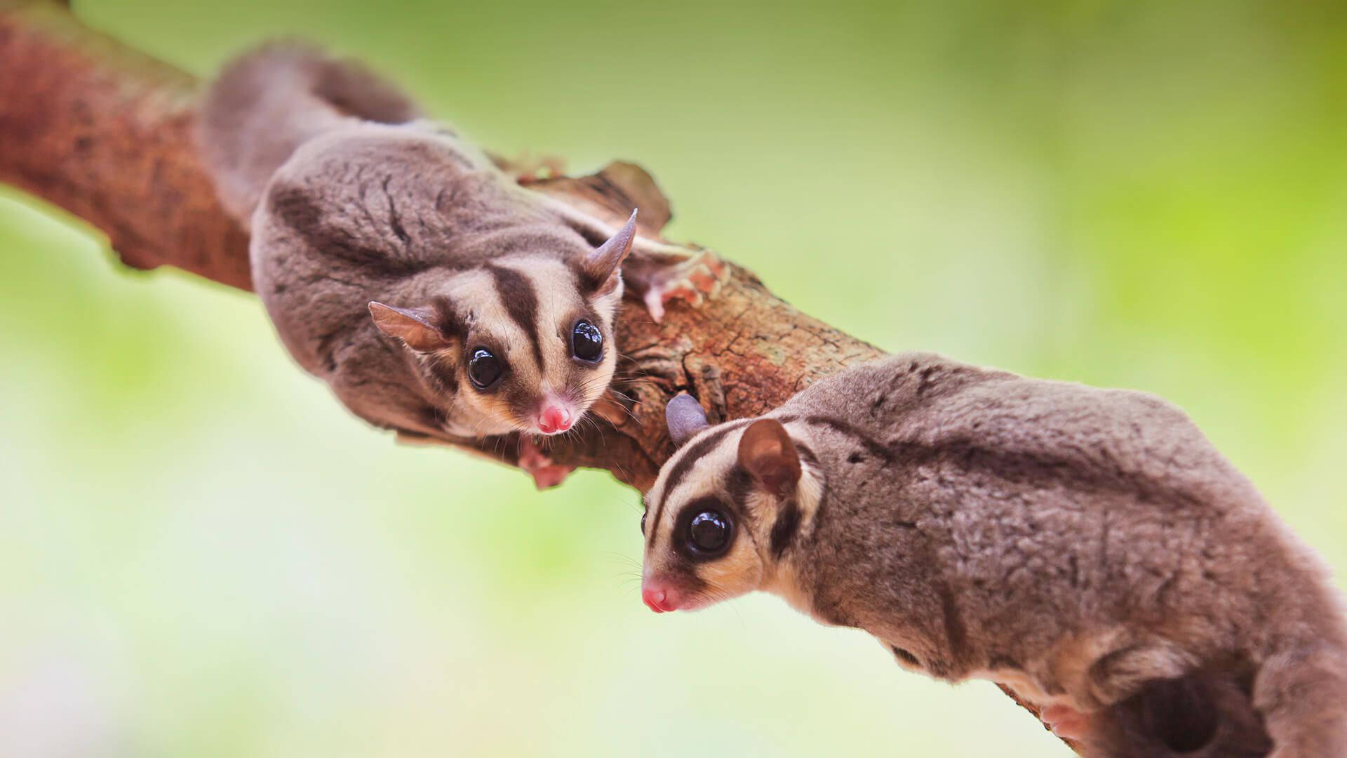 Two Sugar Gliders On Branch Background