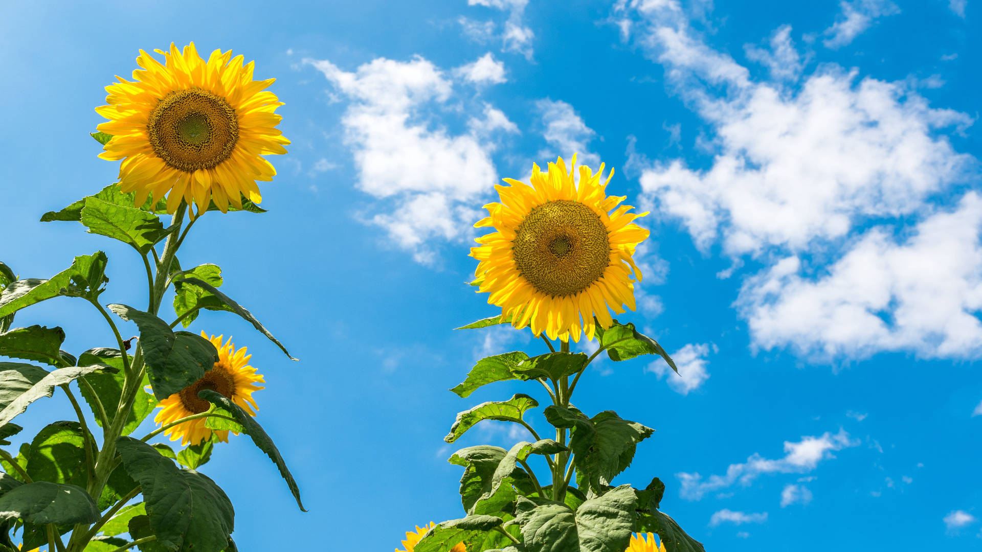 Two Sunflower Laptop