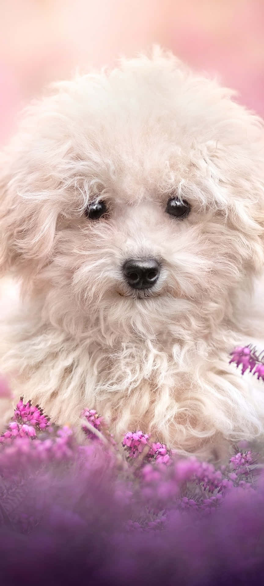 Two Sweet Pink Puppies Cuddling