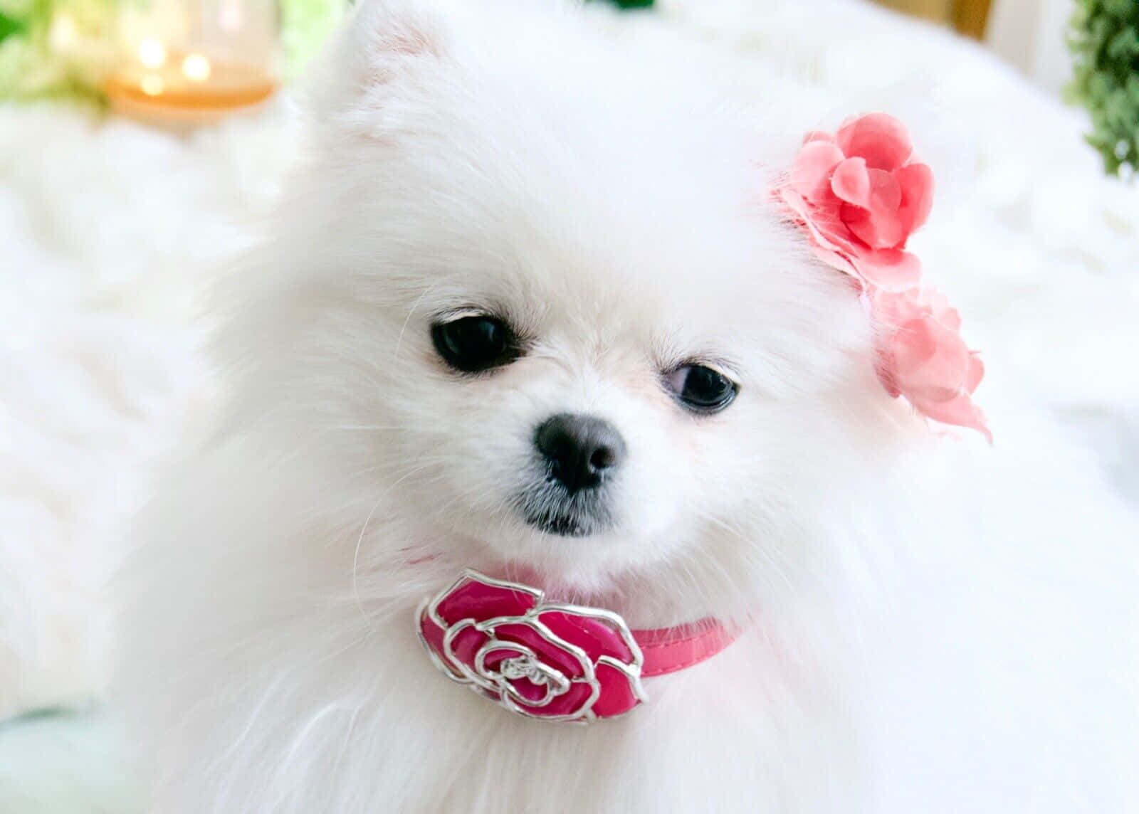 Two Sweet Pink Puppies Cuddling Up Against Each Other. Background