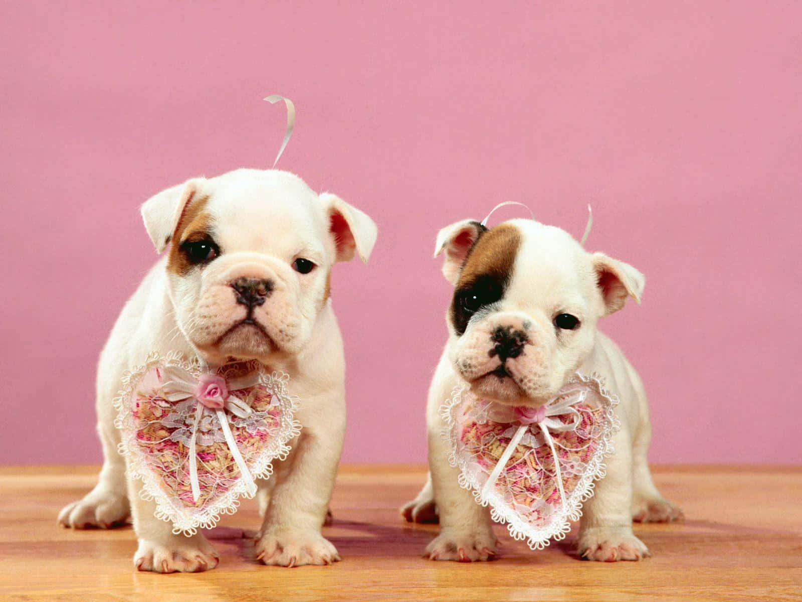 Two Sweet Pink Puppies Playing Together Background