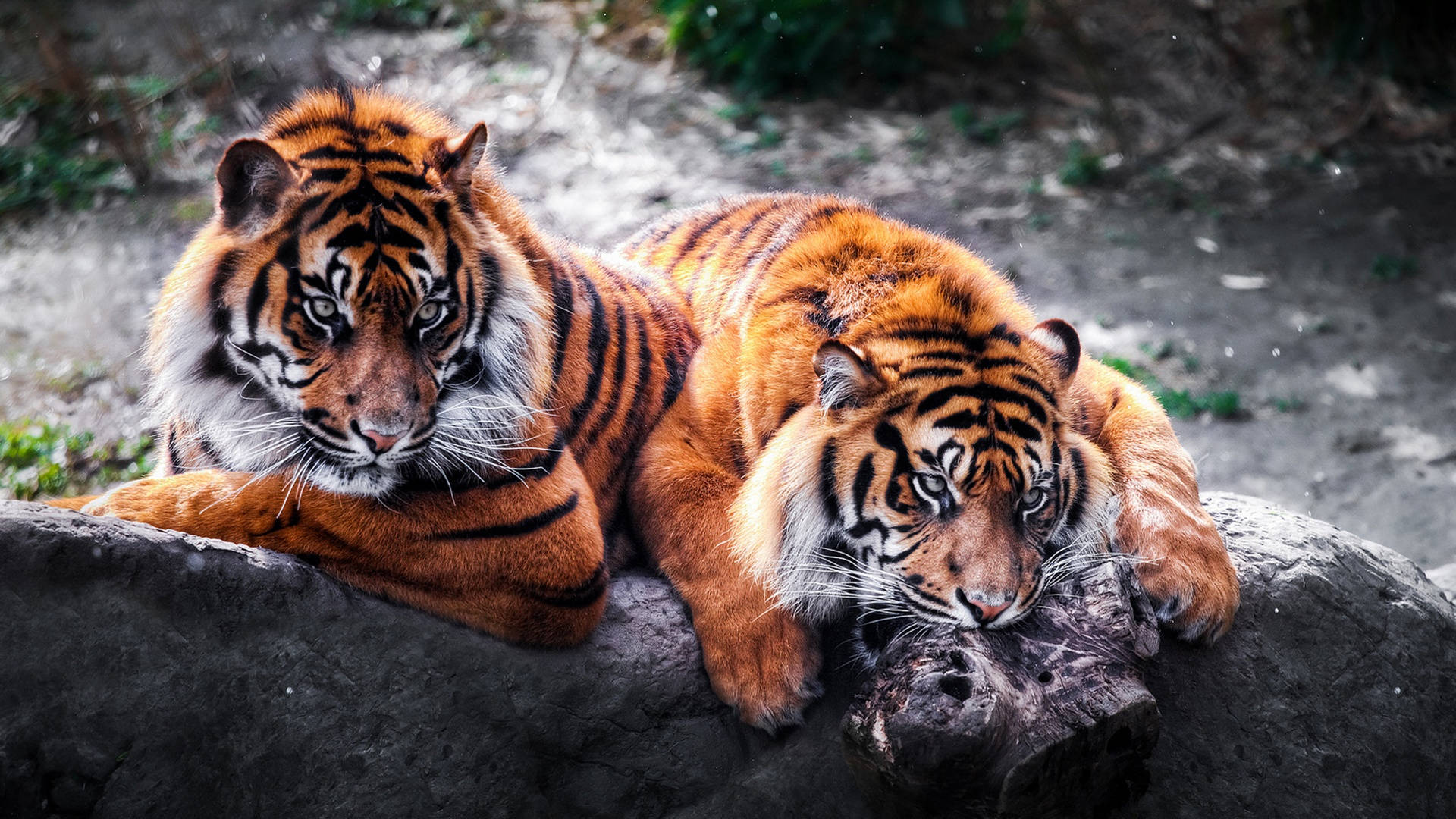 Two Tiger Animals On Damp Rock Background