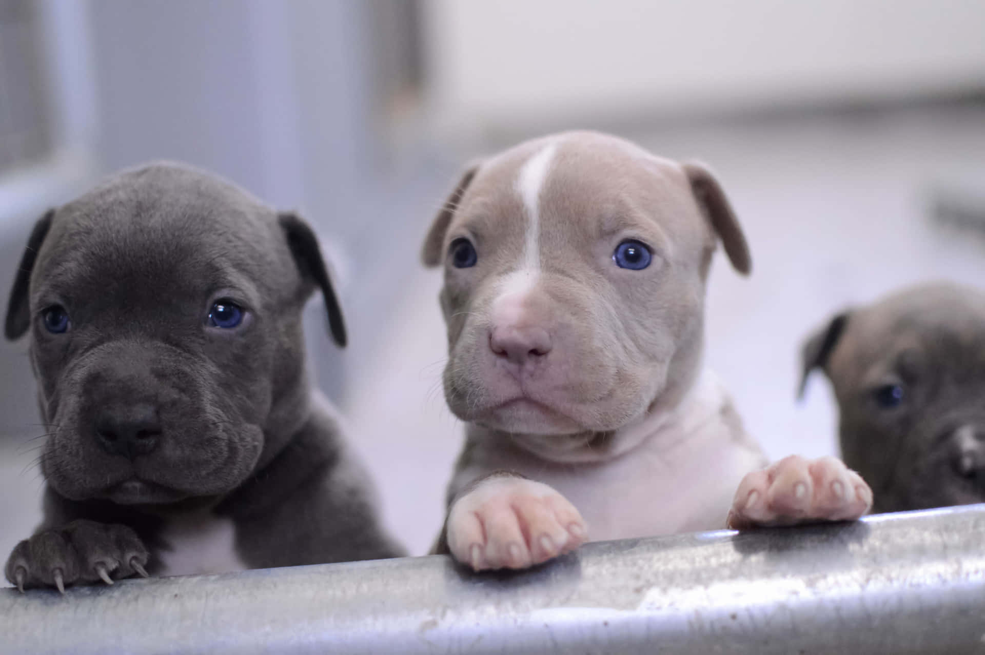 Two Tiny And Adorable Puppies Snuggling Together Background