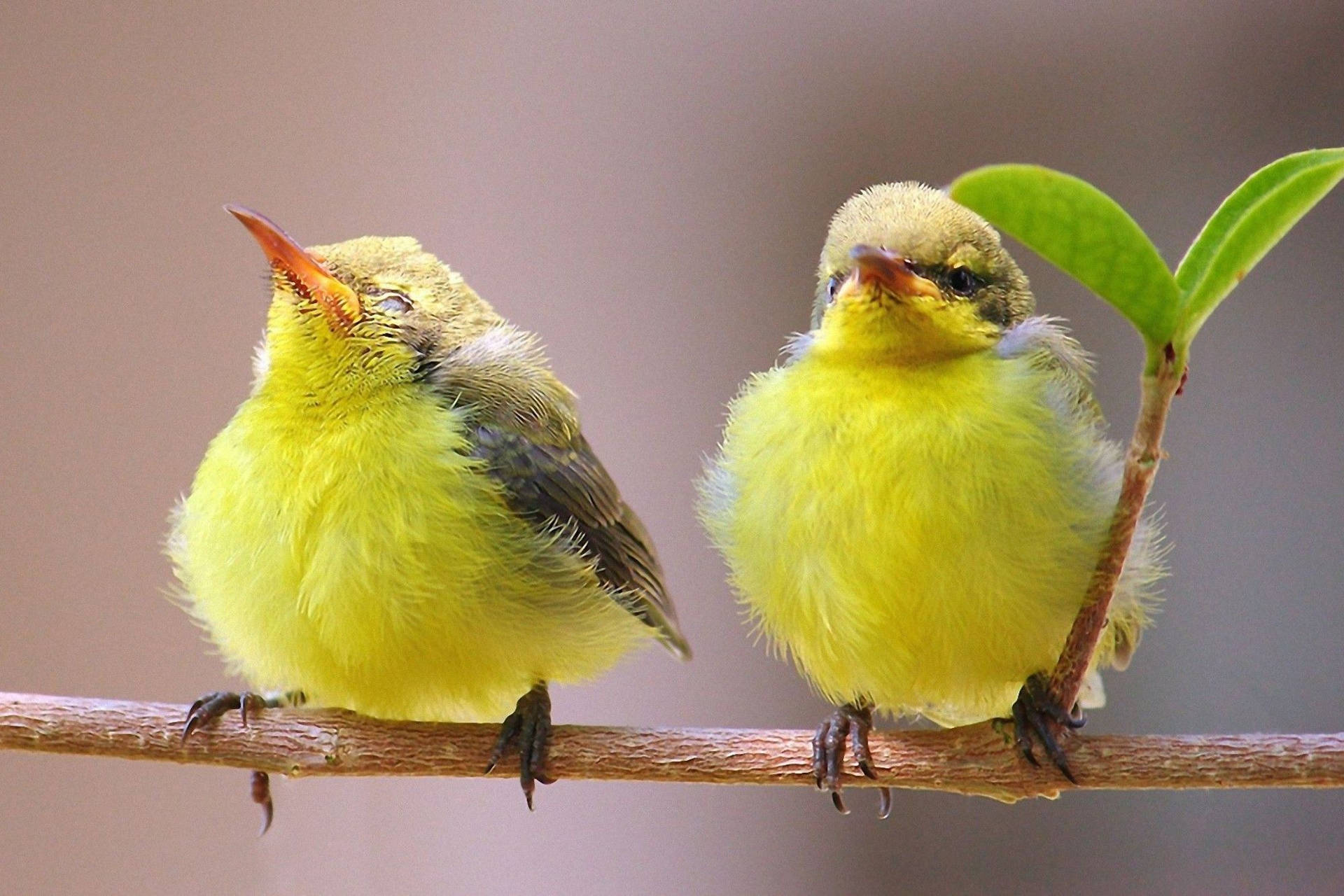 Two Tiny Yellow Birds Background