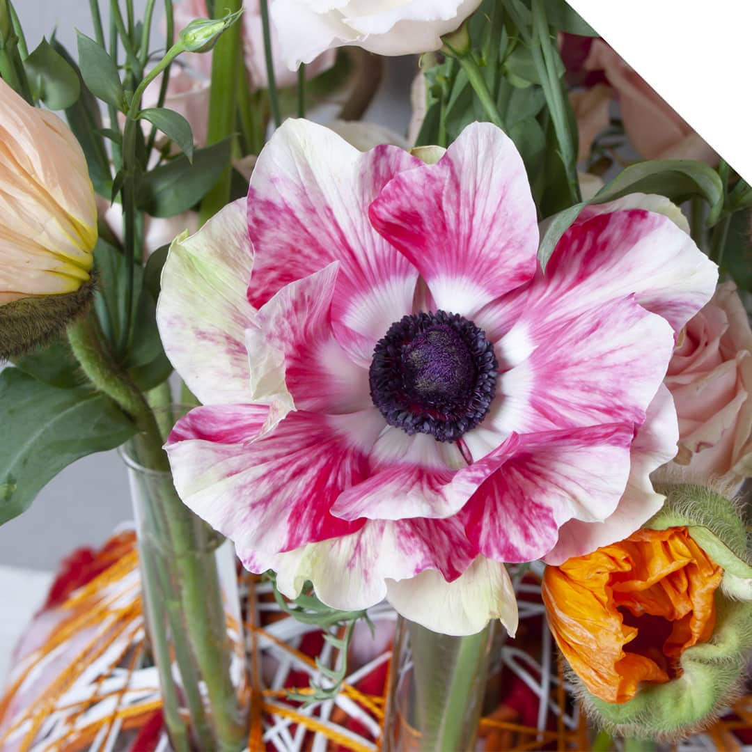 Two-toned Anemone Flower