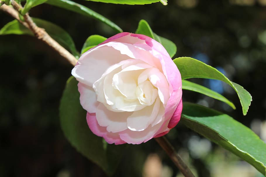 Two-toned Camellia Sasanqua Flower