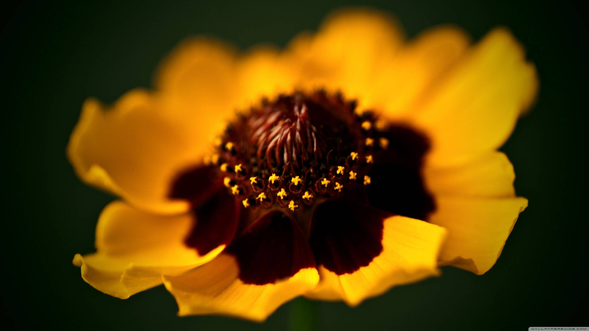 Two Toned Yellow Brown Macro Flower Background