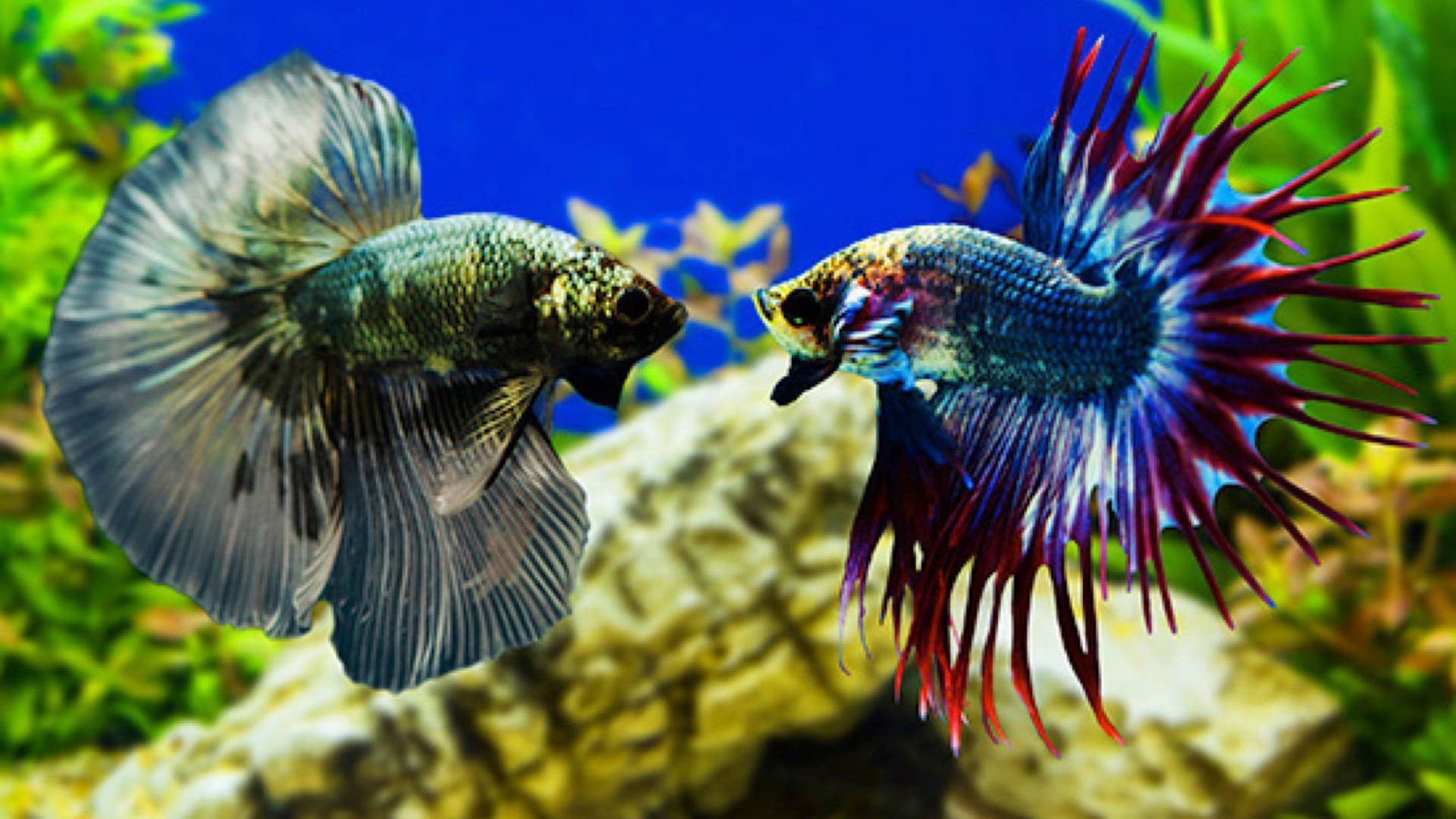 Two Tropical Fish Facing Background