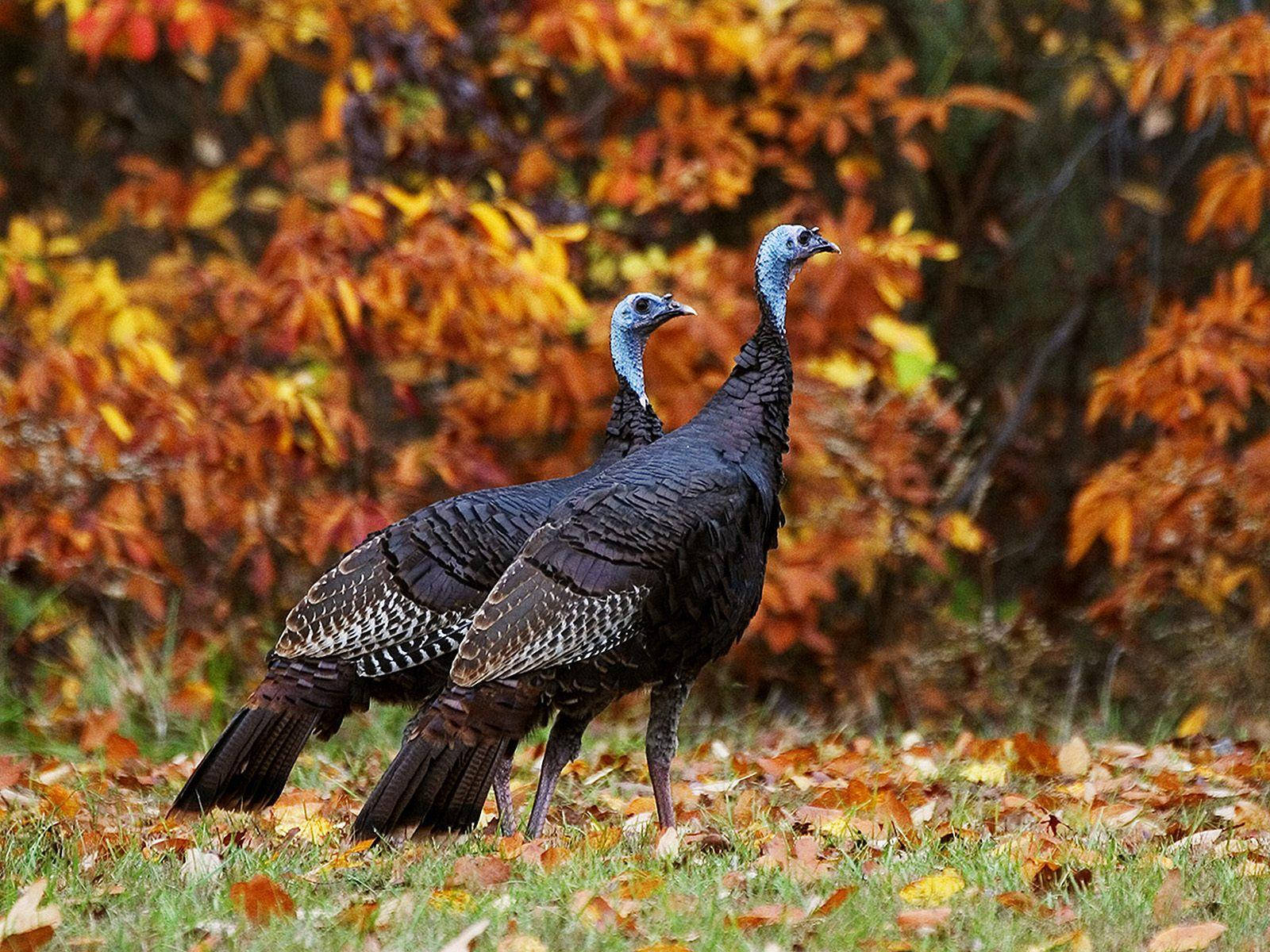 Two Turkeys Standing In The Grass With Leaves Background