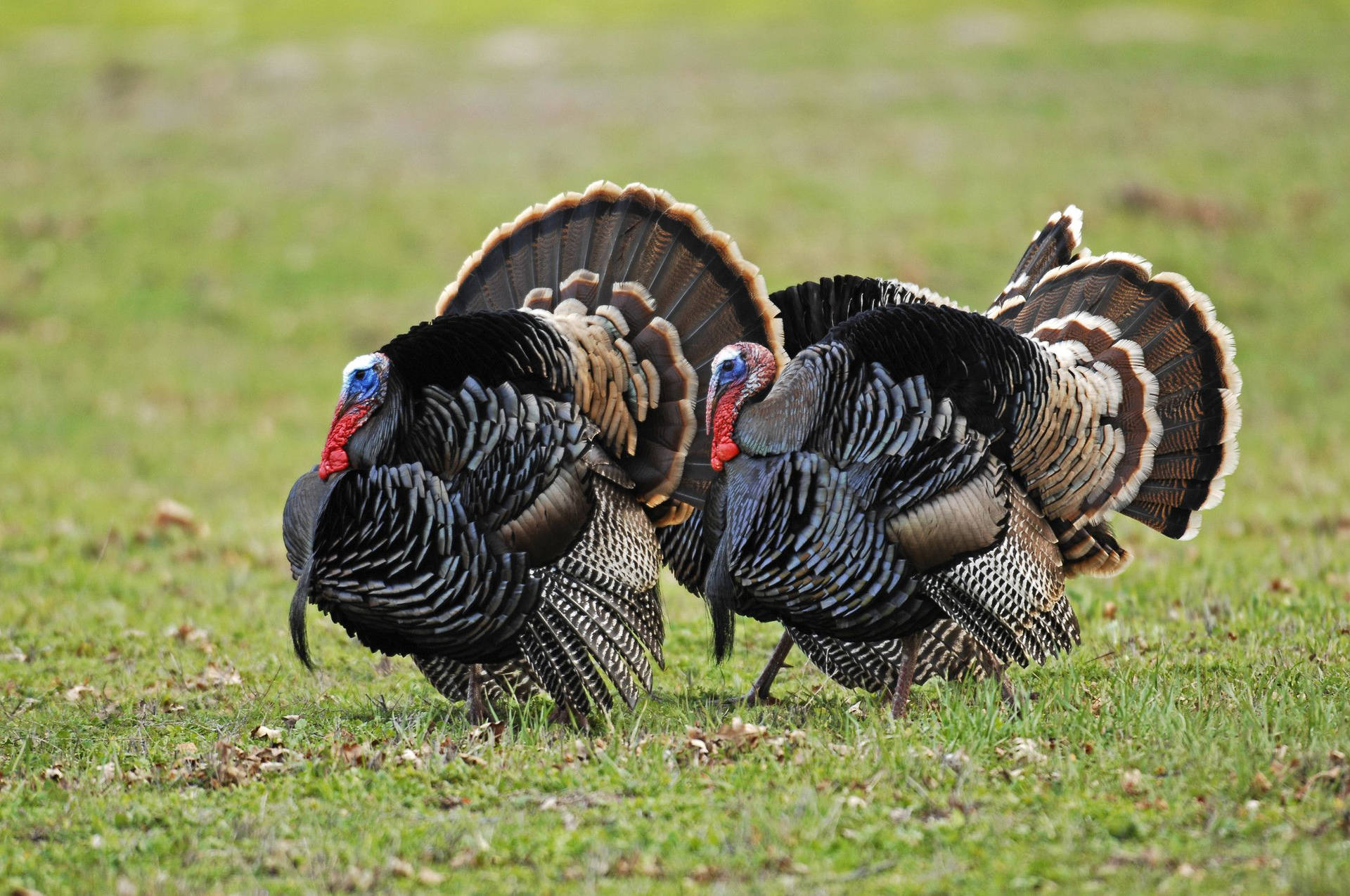 Two Turkeys Walking In A Field Background