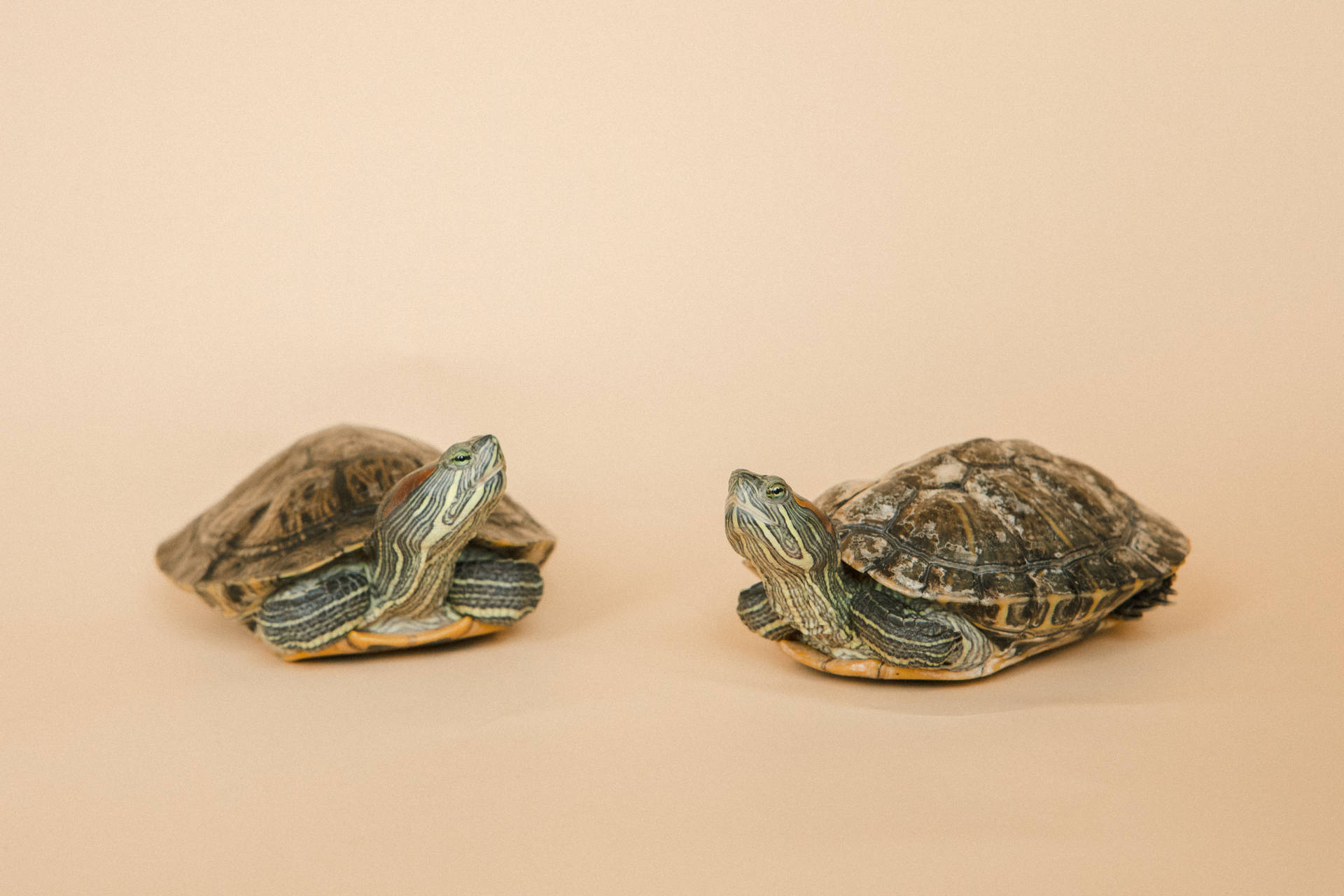 Two Turtles Cute Animals Background