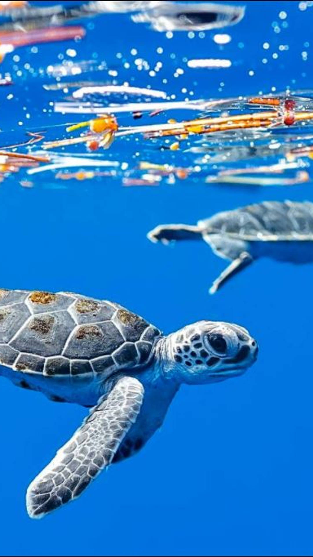 Two Turtles Swimming In The Ocean With Plastic Bags Background