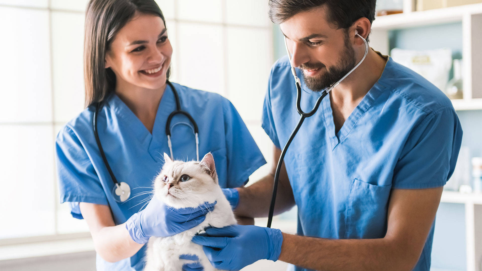 Two Veterinarians Treating White Cat Background