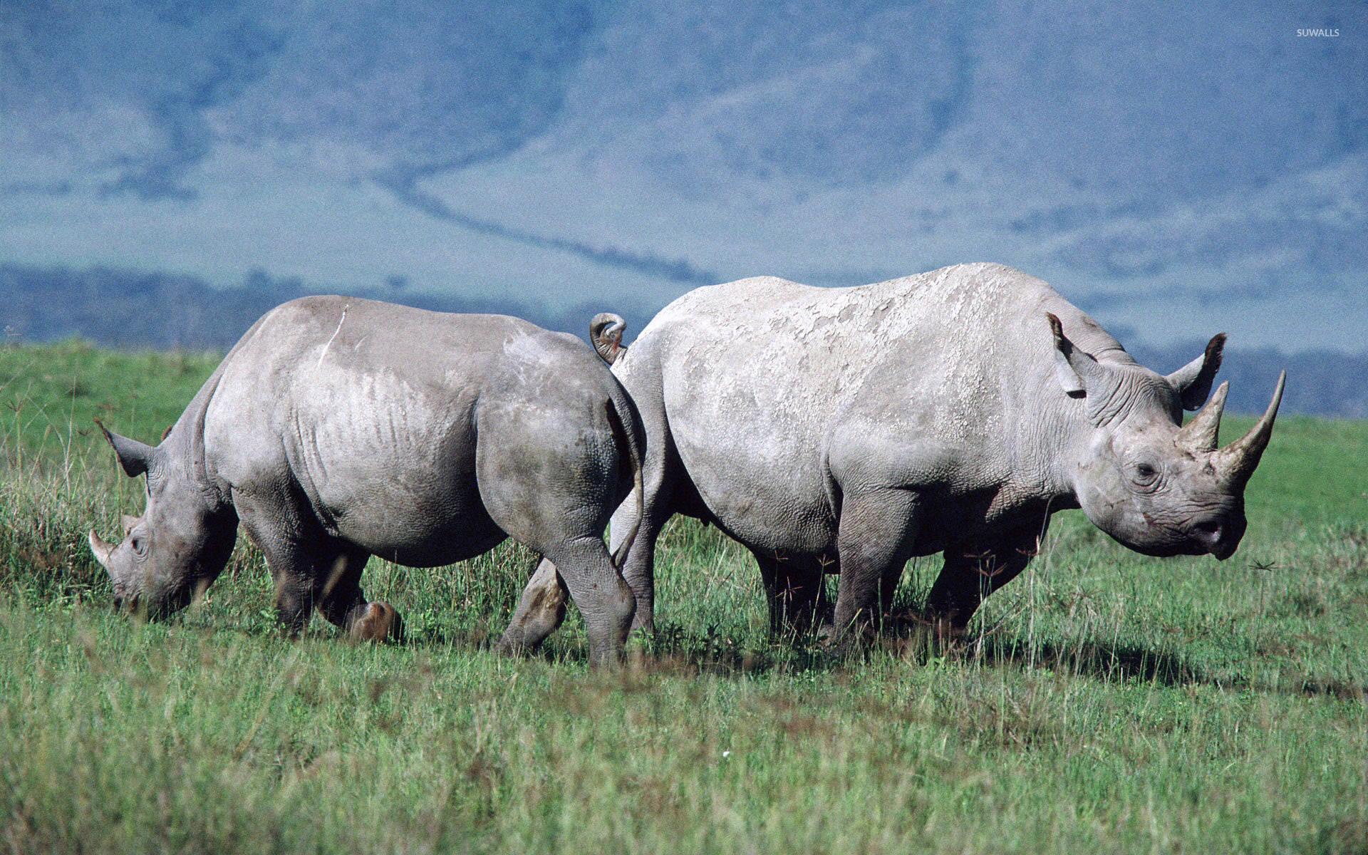 Two Walking Rhinoceros Background