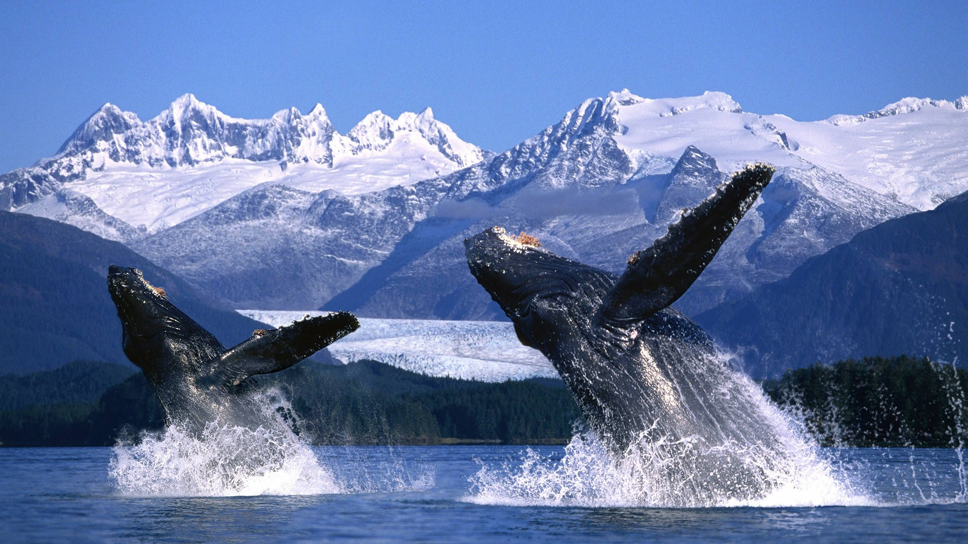 Two Whales Breaching Near Snowy Mountain Background