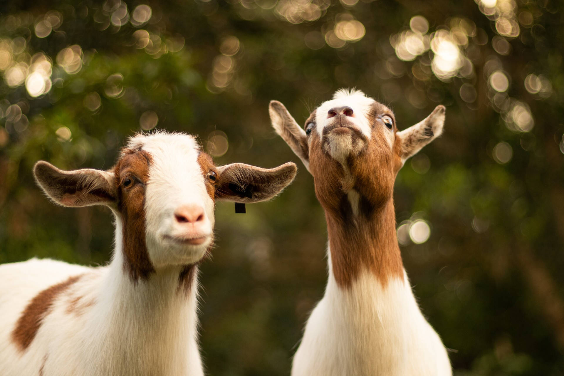 Two White And Brown Young Goat Kids Background