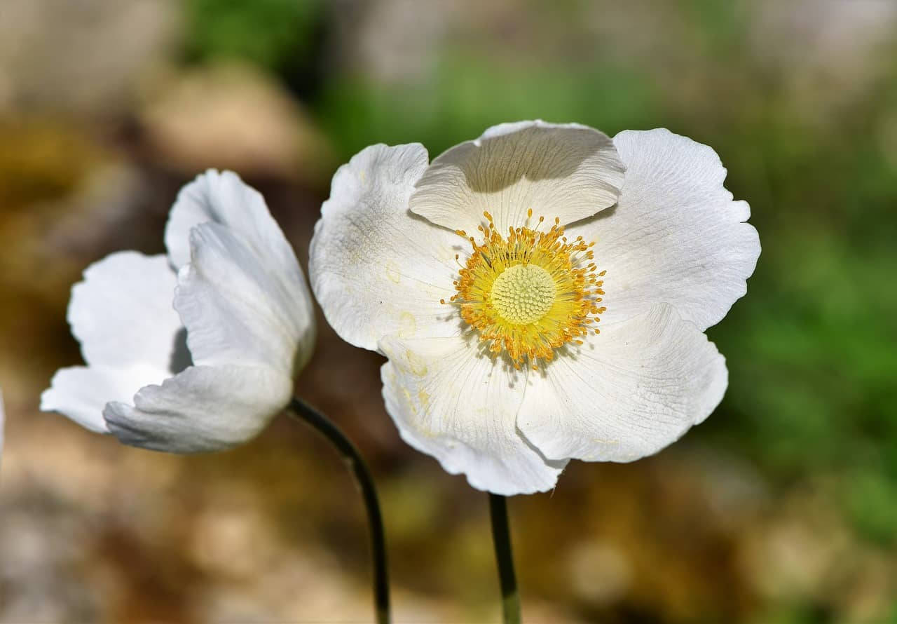 Two White Anemone Flowers Background