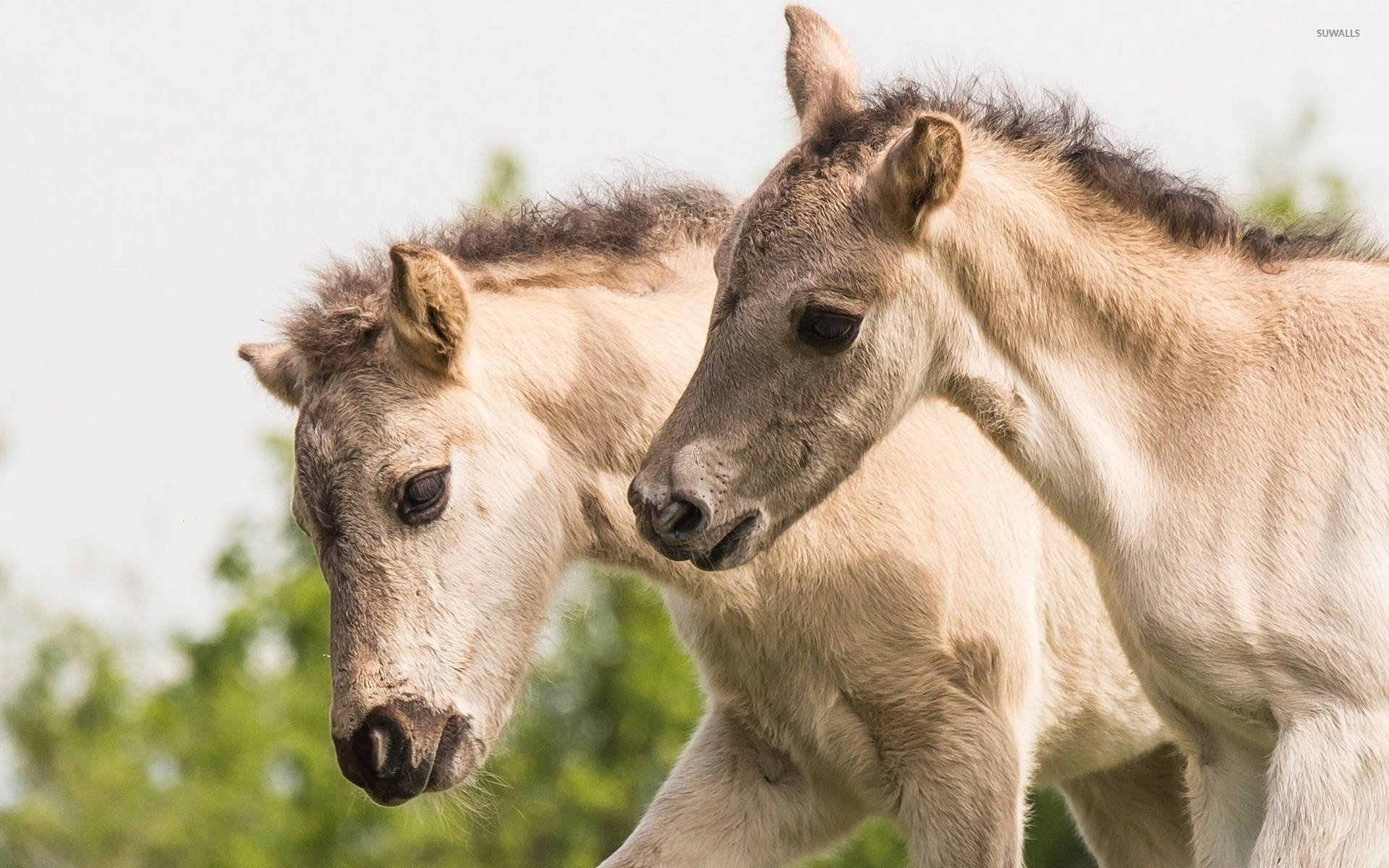 Two White Konik Foal Breed Side Angle Portrait Background