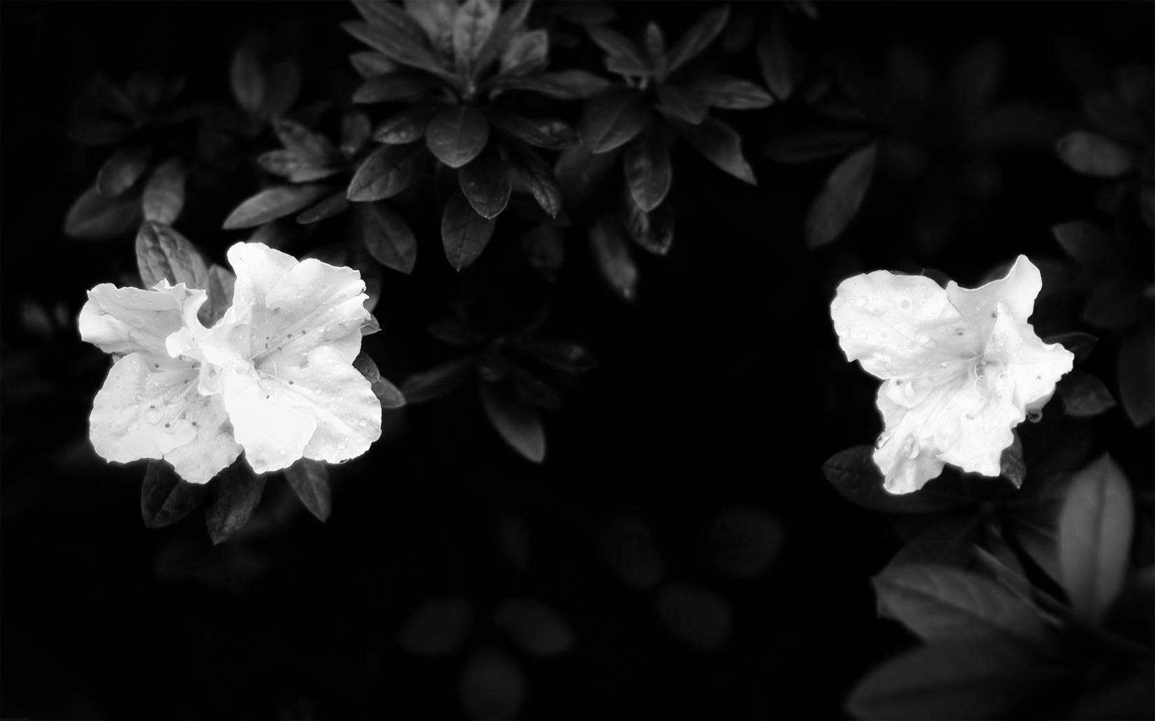 Two White Pansy Dark Floral Background