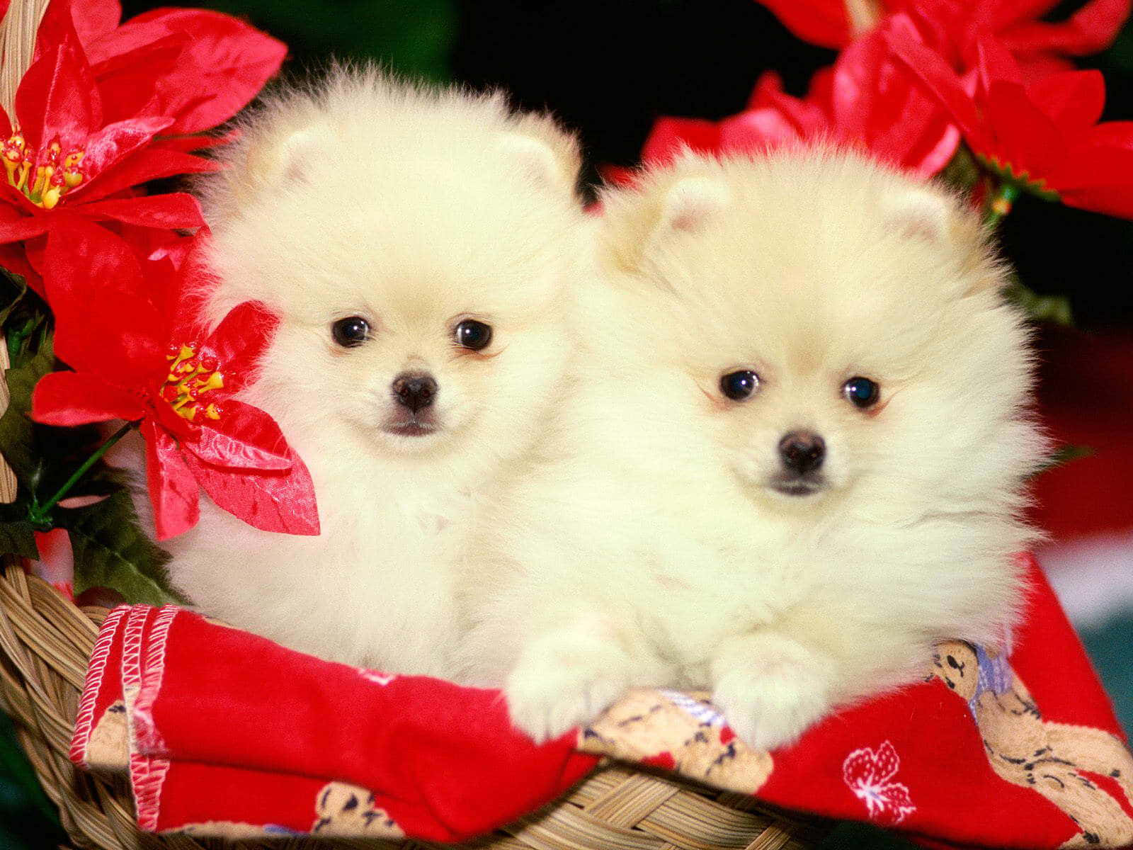 Two White Pomeranian Puppies In A Basket Background