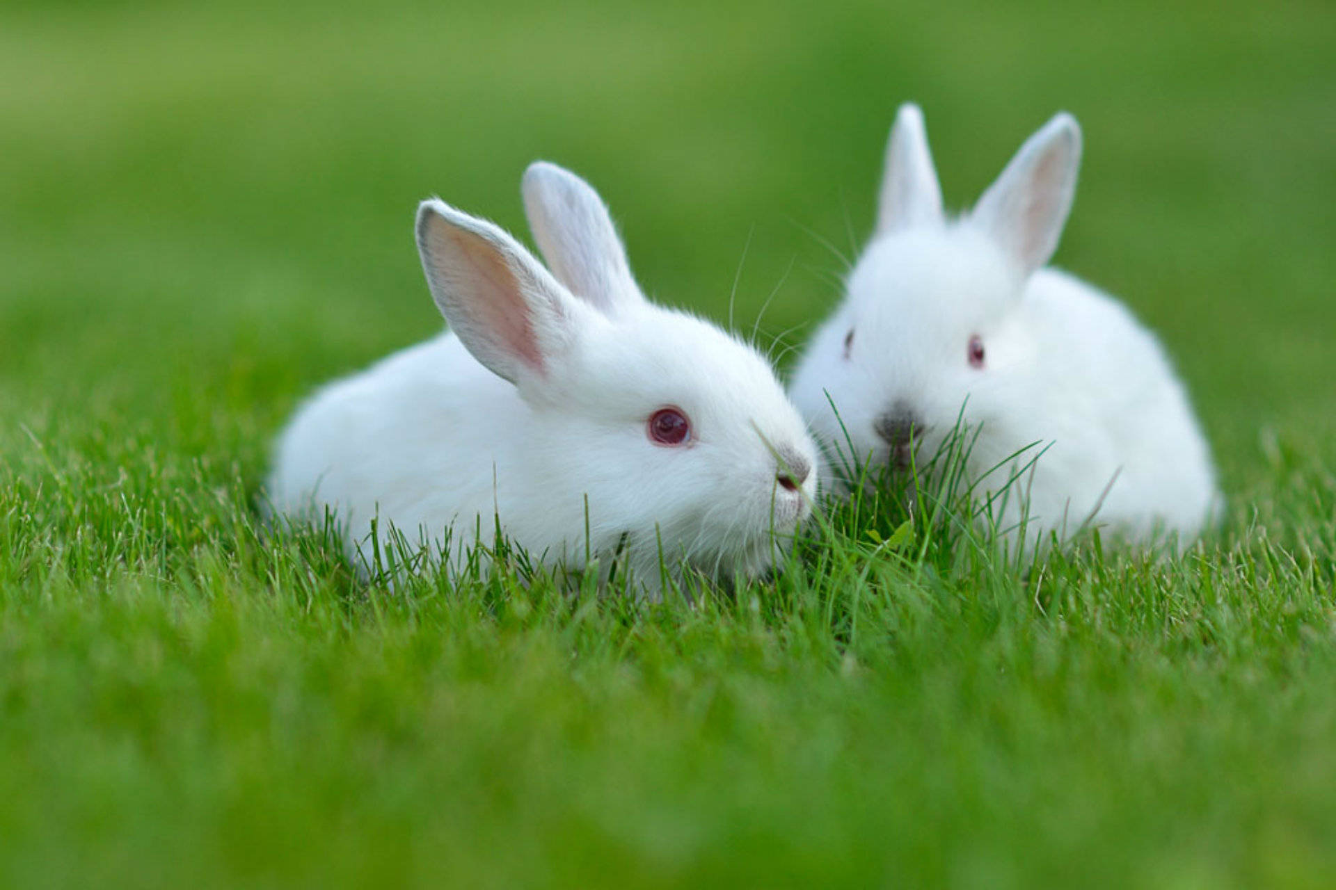 Two White Rabbits Background