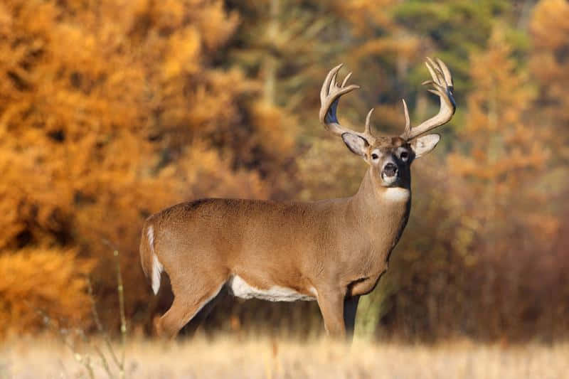 Two Whitetail Deer Delicately Standing In The Tall Grass Background