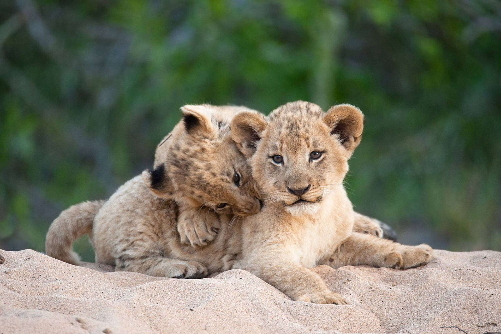 Two Wild Animal Cubs Background