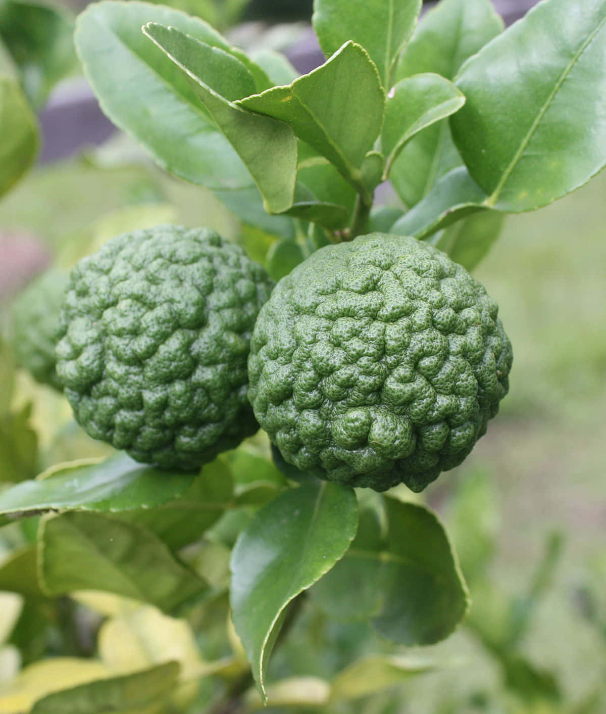 Two Wild Green Kaffir Lime Fruit Background