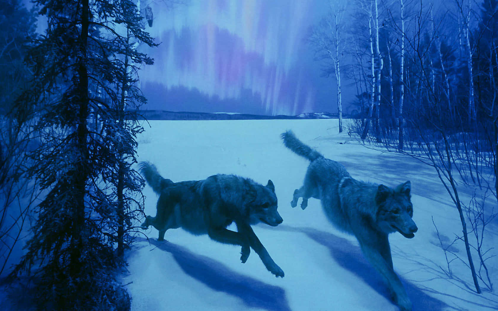 Two Wolves Running In The Snow With The Aurora Lights Behind Them Background