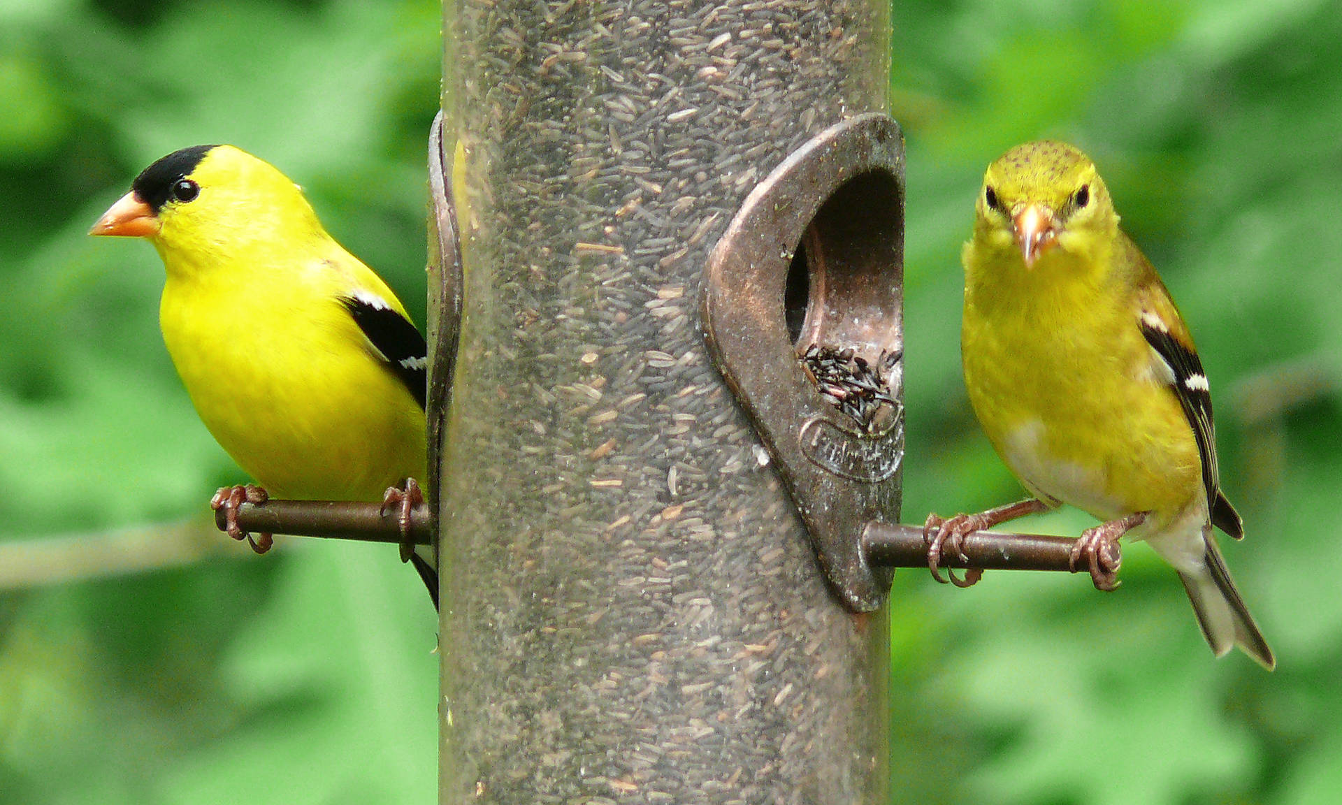 Two Yellow Birds On Pole Background