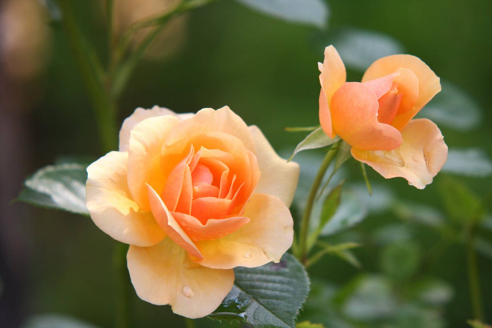Two Yellow Rose Flowers Background