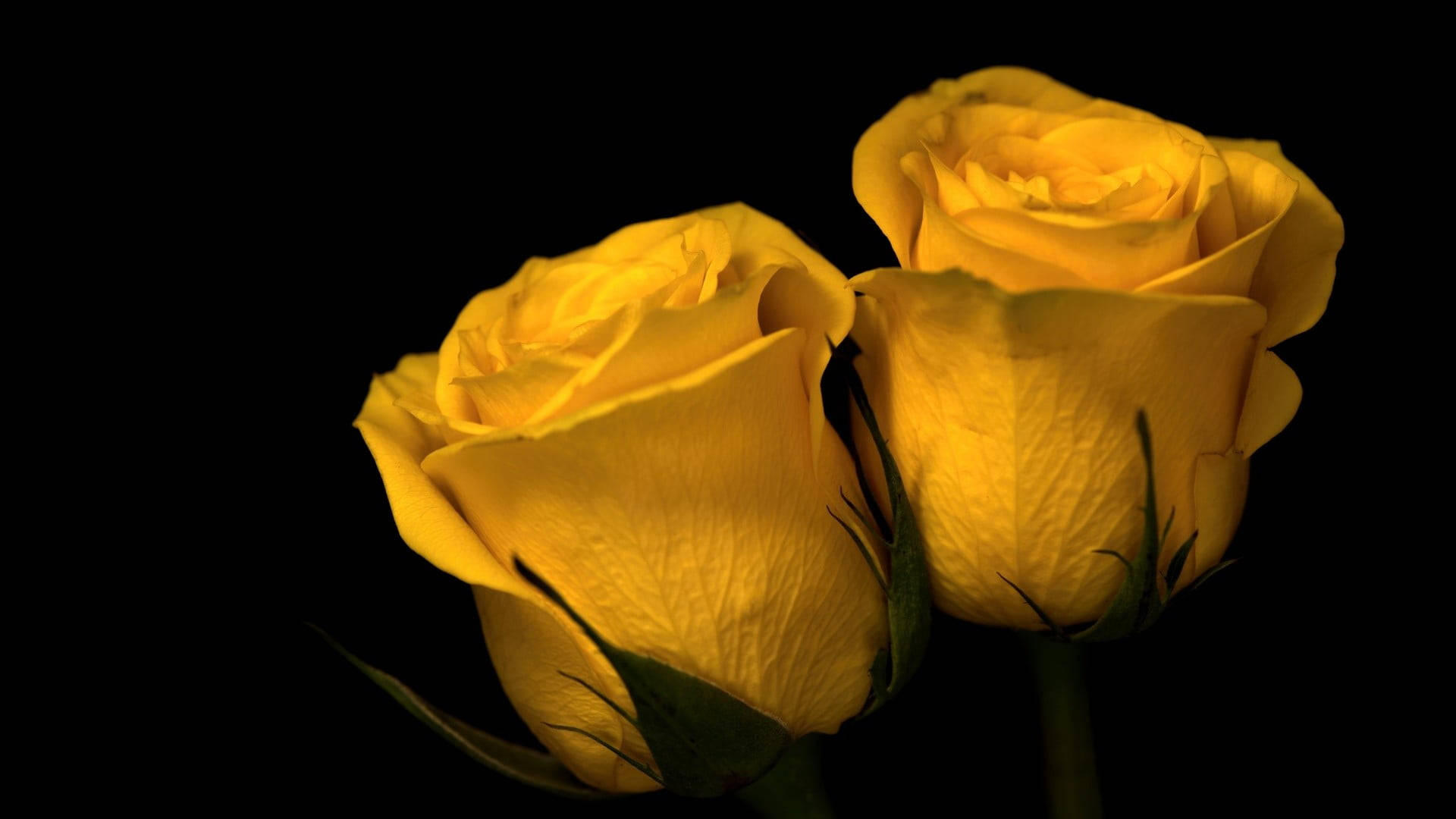 Two Yellow Roses Dark Hd Flowers Background