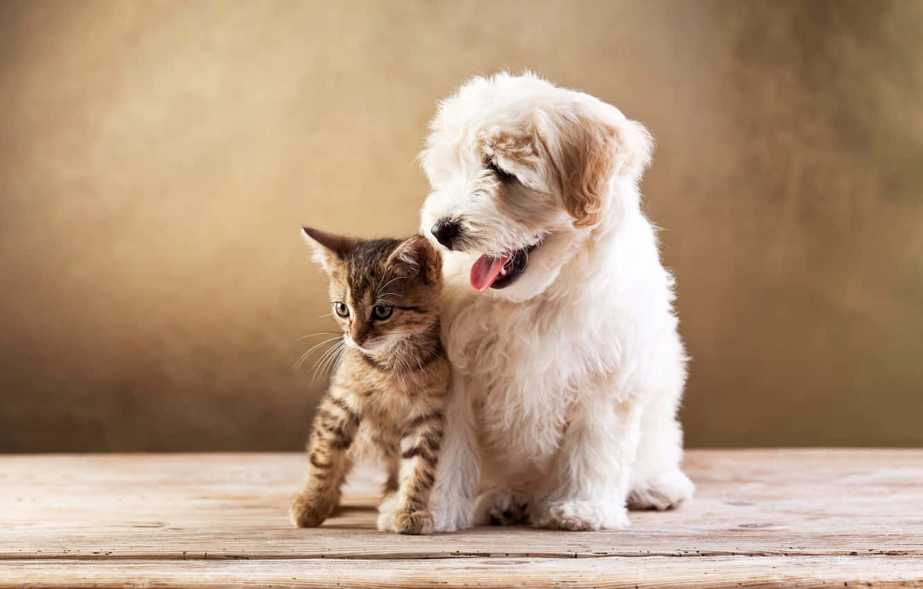 Two Young Pets Enjoy An Afternoon In The Park Background