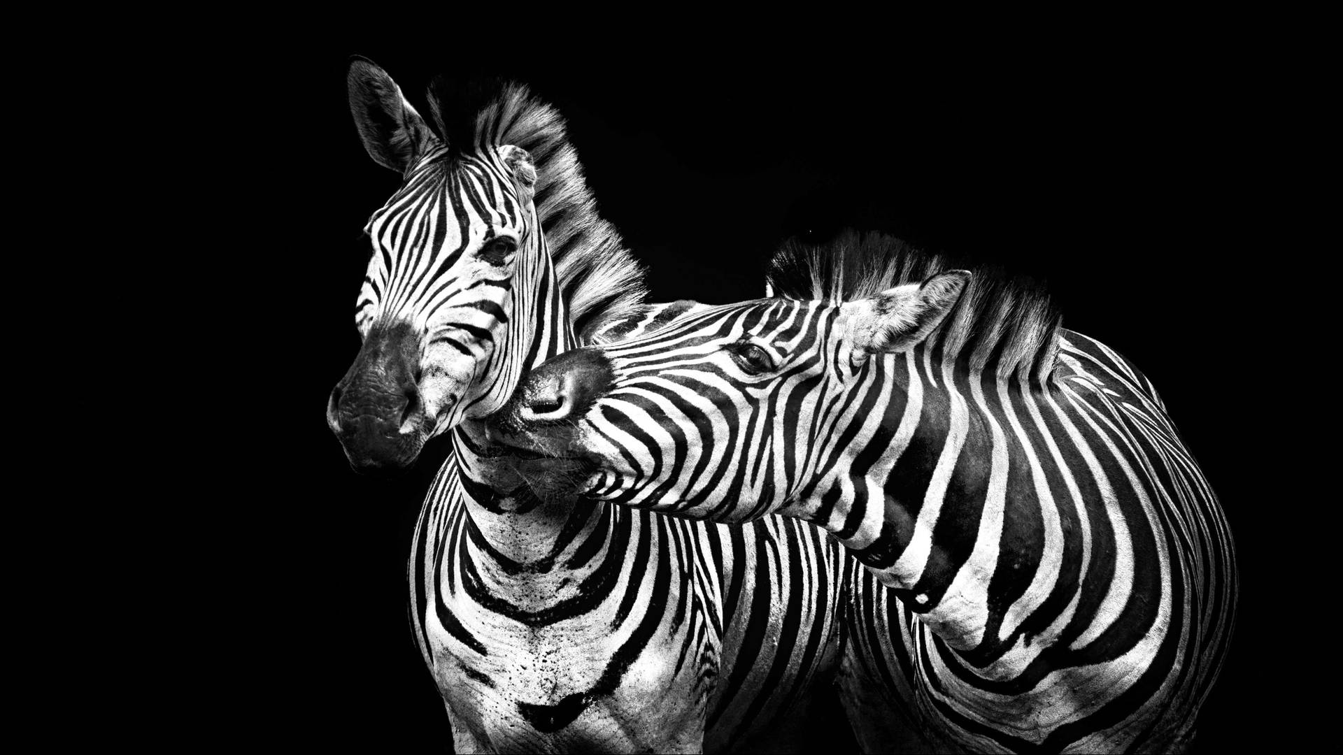 Two Zebra In Black Background